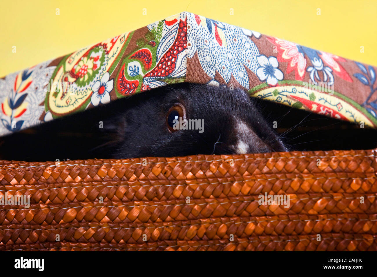 dwarf rabbit (Oryctolagus cuniculus f. domestica), black-haired cony sitting in a basket and looking out under a lid, Germany Stock Photo