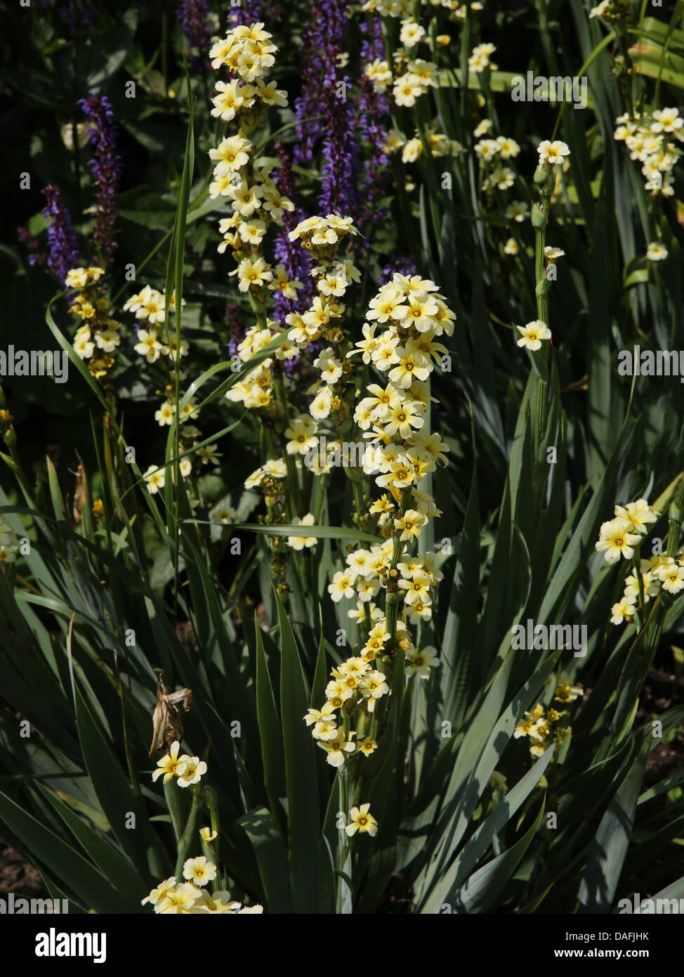 Sisyrinchium striatum or 'Aunt May' a common yellow-flowered perennial plant Stock Photo
