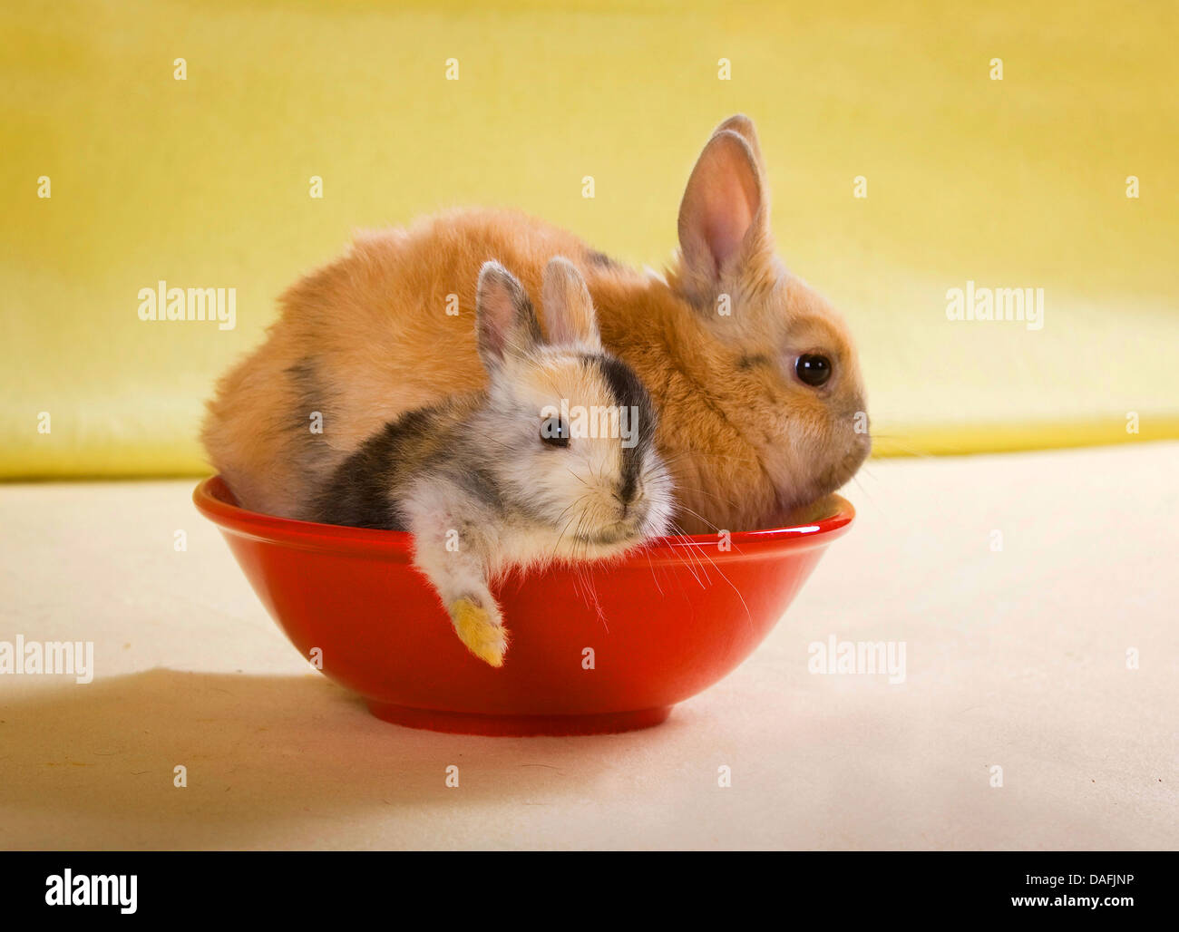 dwarf rabbit (Oryctolagus cuniculus f. domestica), two young dwarf