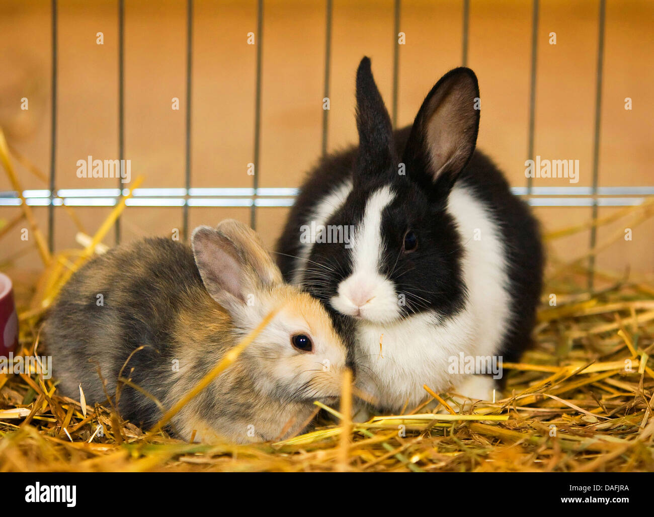 dwarf rabbit (Oryctolagus cuniculus f. domestica), two young dwarf rabbits sitting in the straw