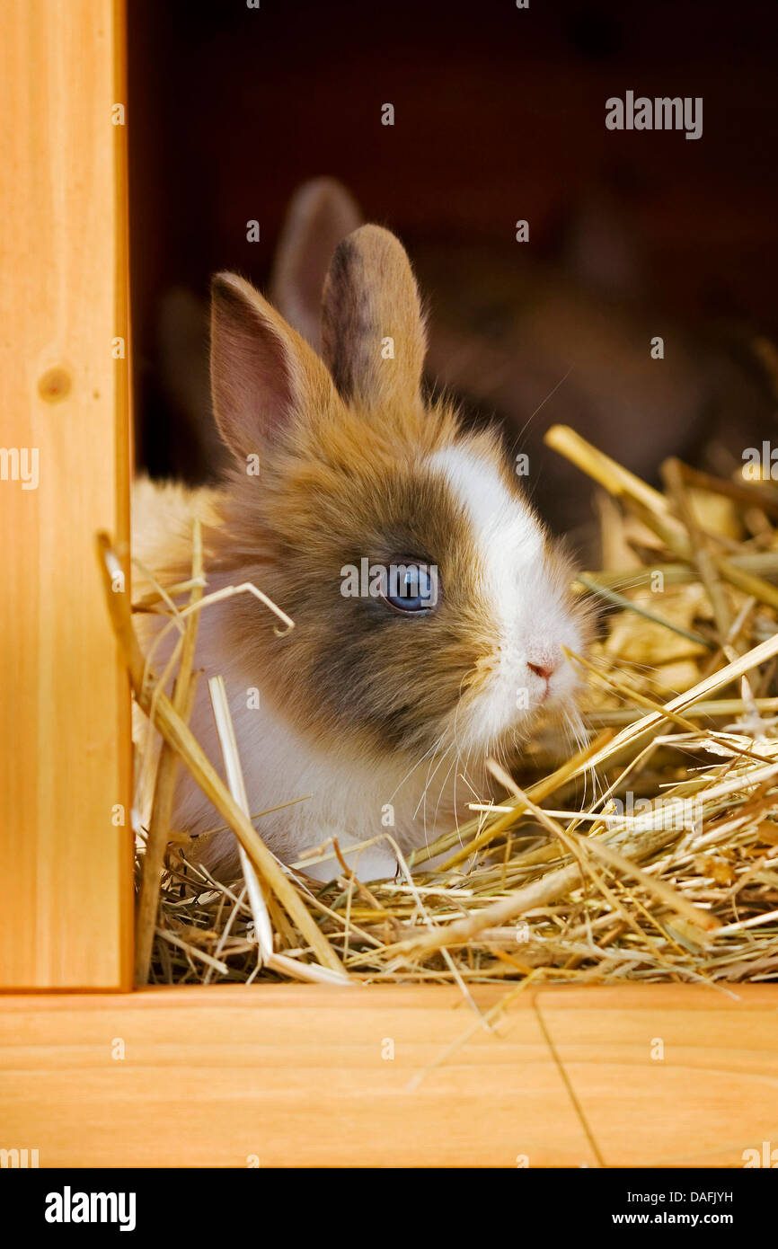Rabbit hutch hires stock photography and images Alamy