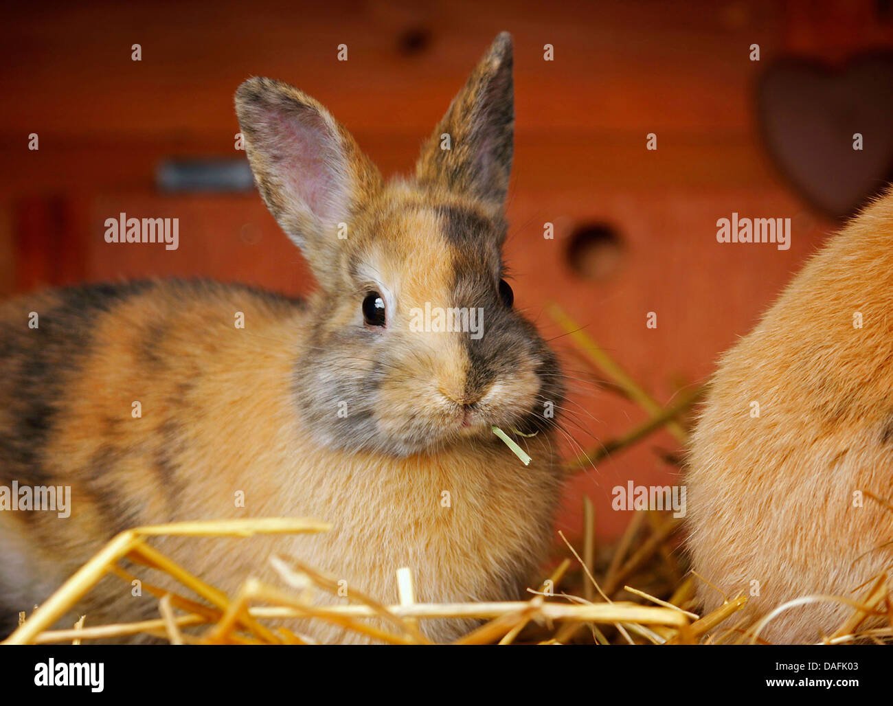 dwarf rabbit (Oryctolagus cuniculus f. domestica), young dwarf rabbit sitting in a rabbit hutch, Germany Stock Photo