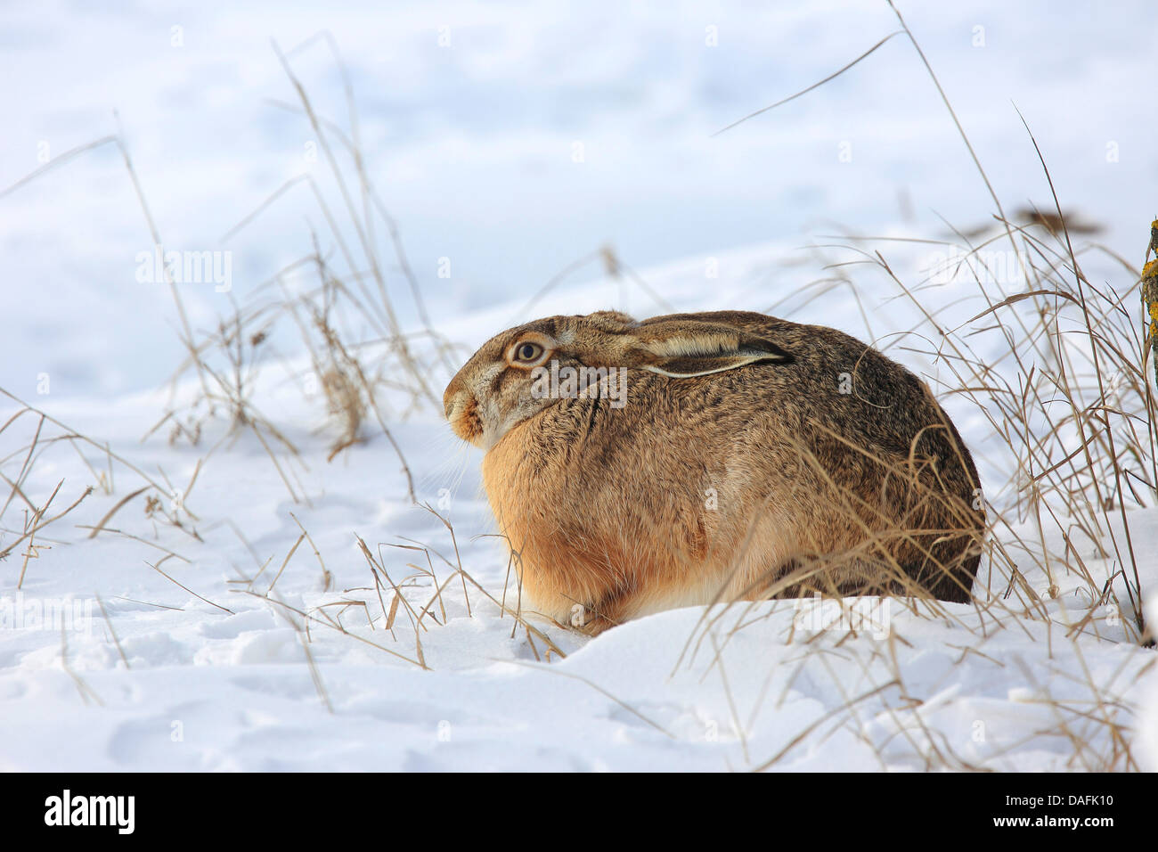 European hare, Brown hare (Lepus europaeus), sitting on snow with flattened ears, Austria, Burgenland Stock Photo