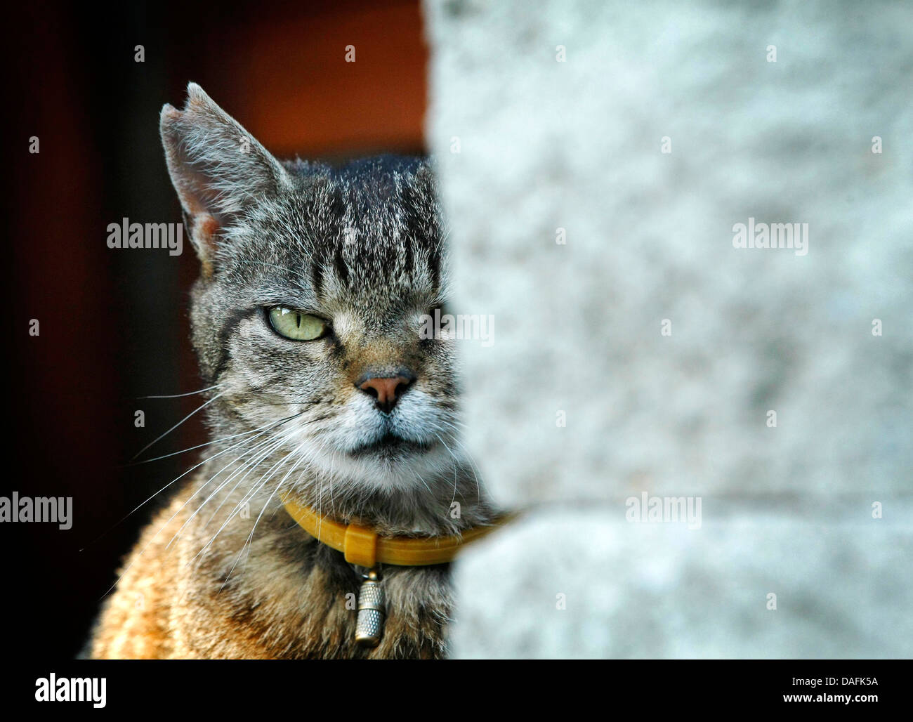 domestic cat, house cat (Felis silvestris f. catus), brown striped cat with hurt ear peering from behind am wall, Germany Stock Photo