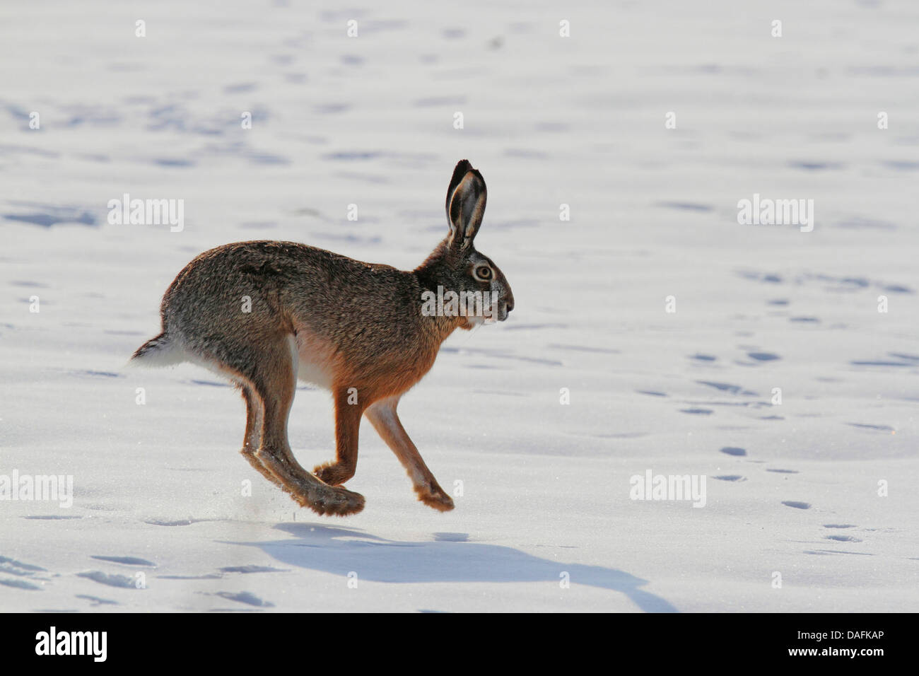 European hare, Brown hare (Lepus europaeus), scampering in the snow, Austria, Burgenland Stock Photo