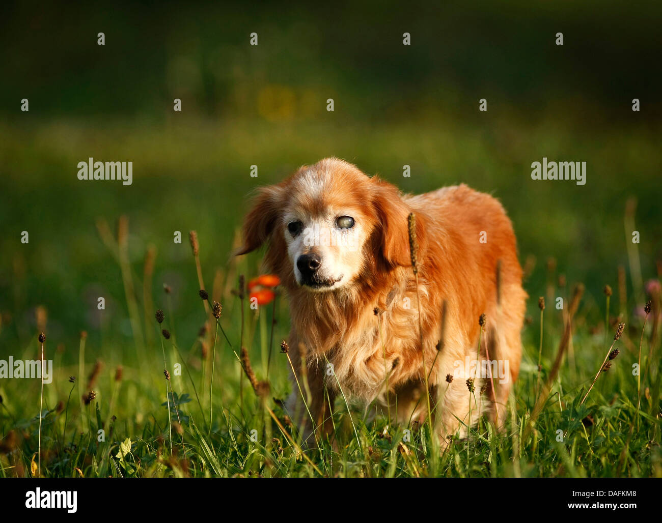 Long-haired Dachshund, Long-haired sausage dog, domestic dog (Canis lupus f. familiaris), 21 years old gone blind Dachshund standing in a meadow, Germany Stock Photo