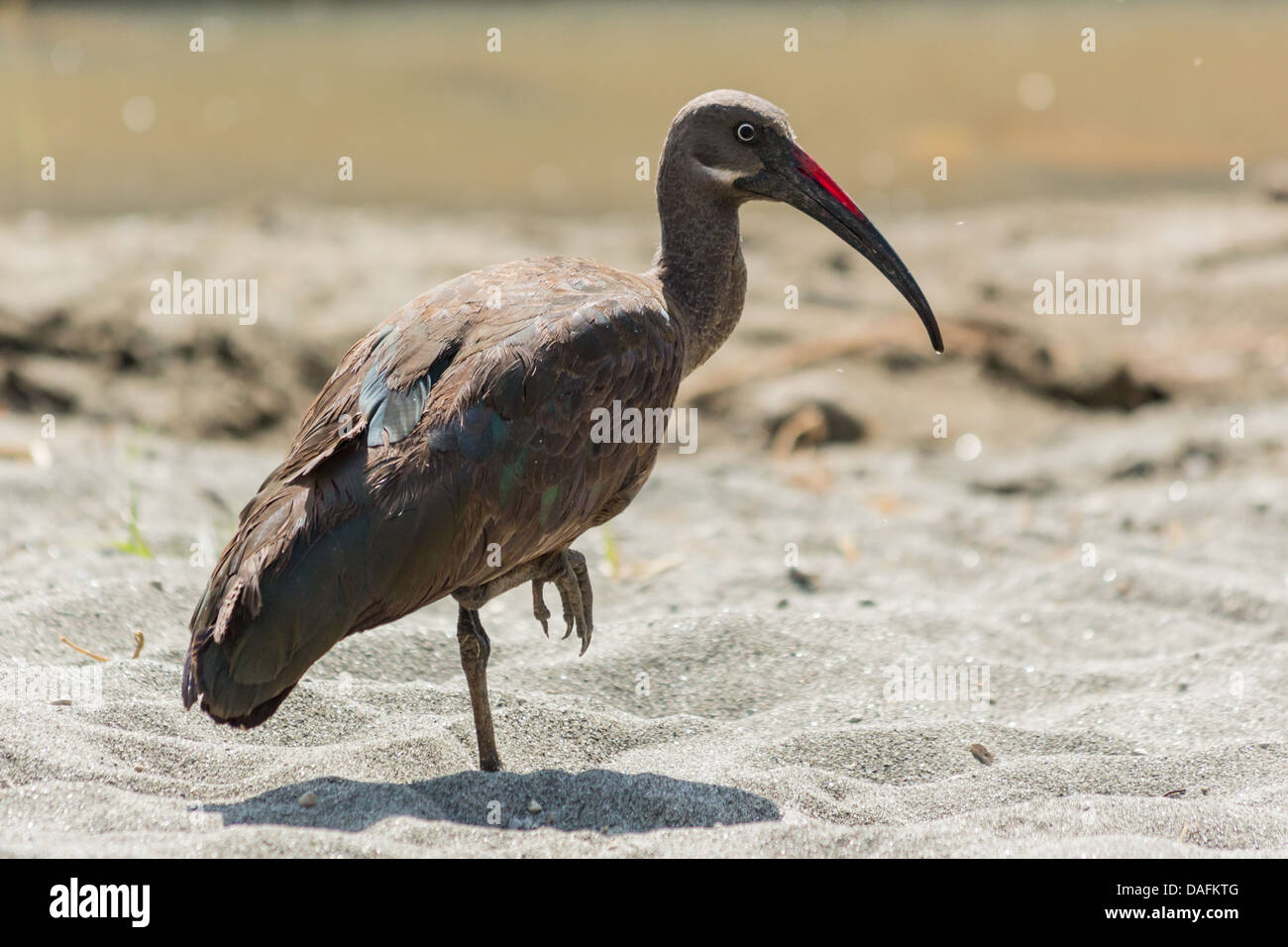 The Wattled Ibis in the Threskiornithidae family endemic to the Ethiopian highlands Stock Photo