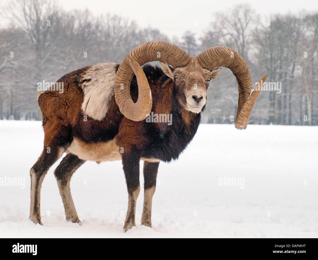 Mouflon (Ovis musimon, Ovis gmelini musimon, Ovis orientalis musimon), male in snow, Germany, Saxony Stock Photo