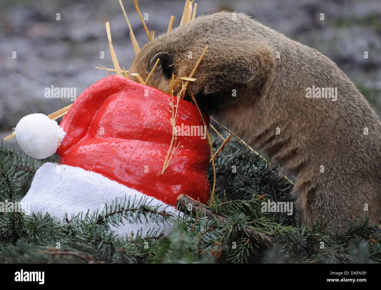 A coati sticks its nose into a St. Nicholas hat filled with delicacies at Hagenbeck Zoo in Hamburg, Germany, 05 December 2011. The 18 coatis celebrate St. Nicholas Day one day ahead. Photo: Angelika Warmuth Stock Photo