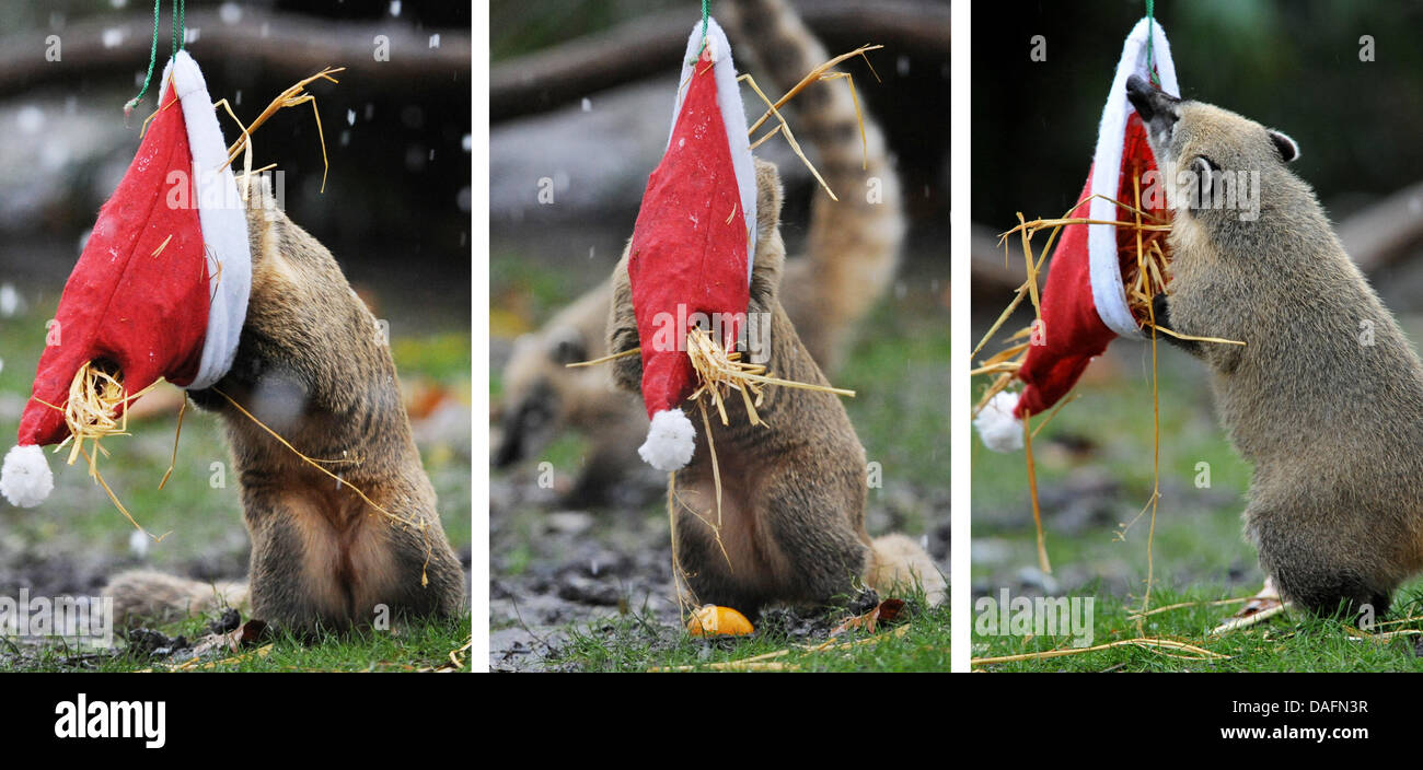 A comprise picture shows a coati eating delicacies out of a St. Nicholas hat at Hagenbeck Zoo in Hamburg, Germany, 05 December 2011. The 18 coatis celebrate St. Nicholas Day one day ahead. Photo: Angelika Warmuth Stock Photo