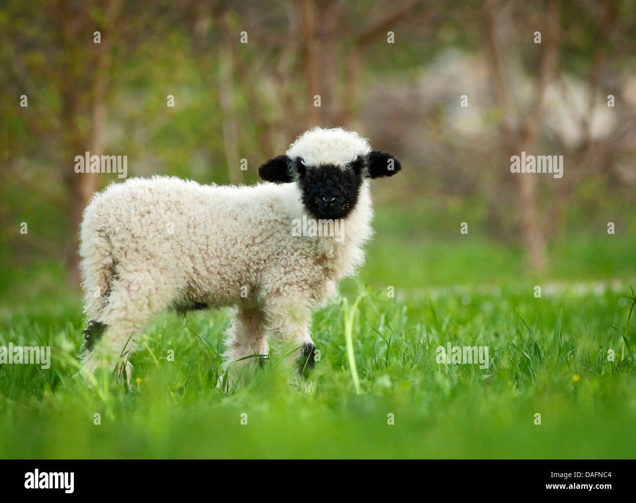 Valais Blacknose, Valais Blacknose sheep (Ovis ammon f. aries), young ...
