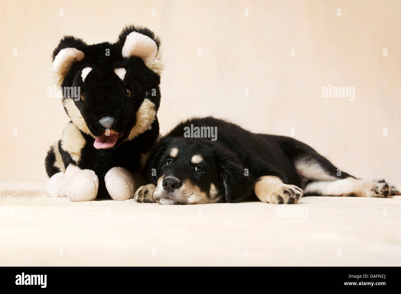mixed breed dog (Canis lupus f. familiaris), whelp lying besind a soft toy dog, Germany Stock Photo