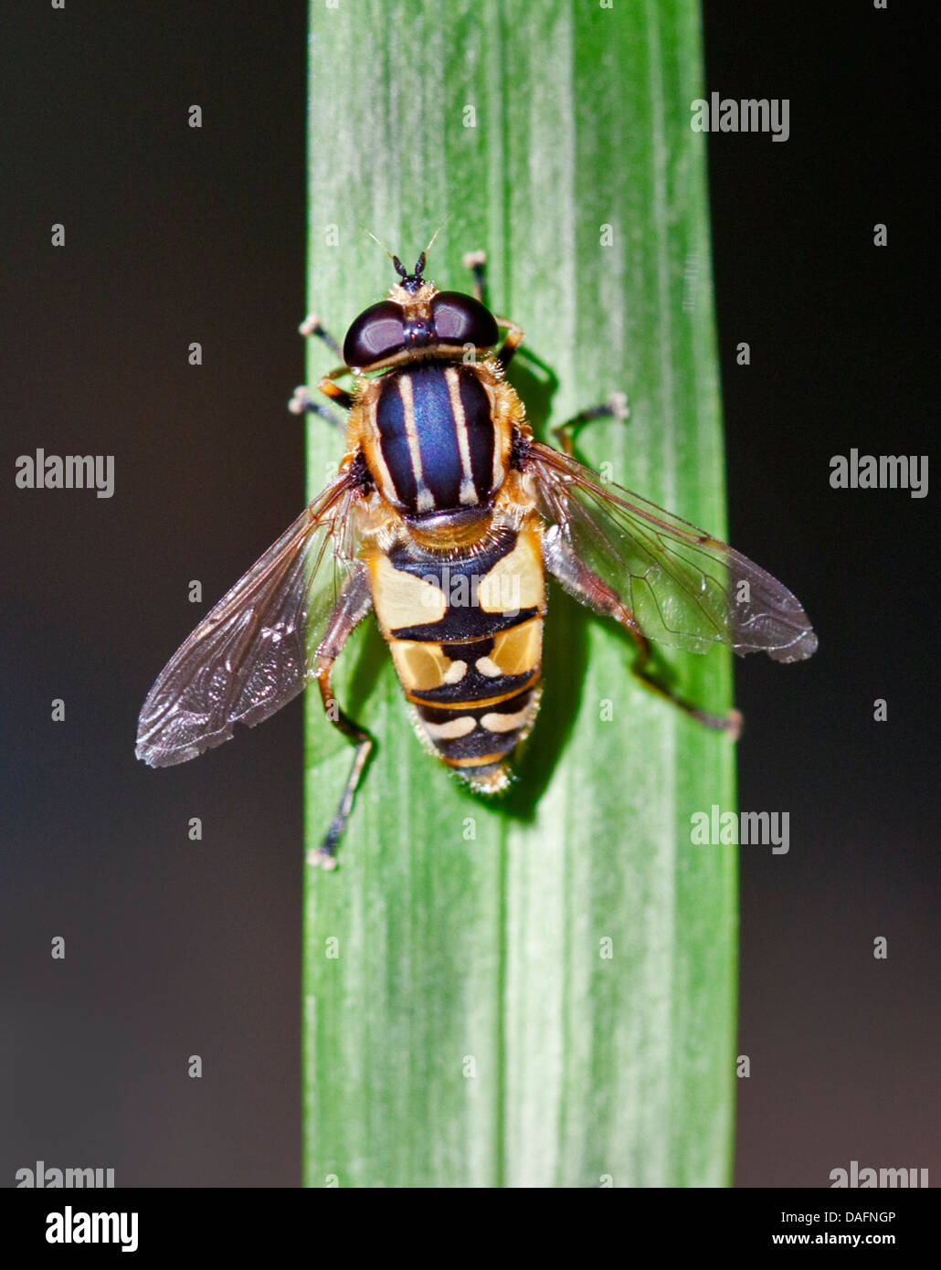 Tiger Hoverfly (helophilus pendulus) Stock Photo