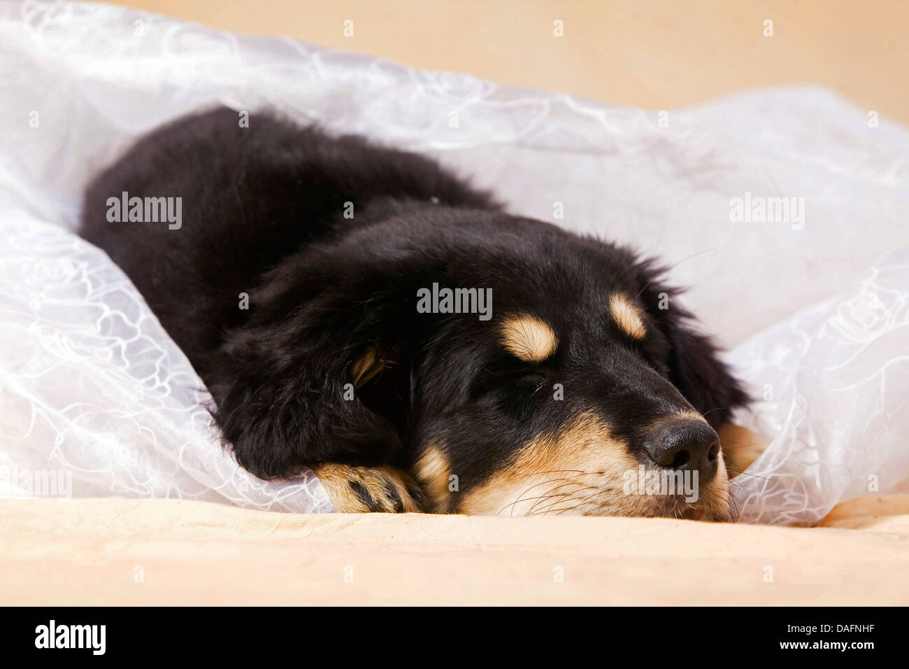 Mixed Breed Dog Canis Lupus F Familiaris 10 Week Old Sleeping 