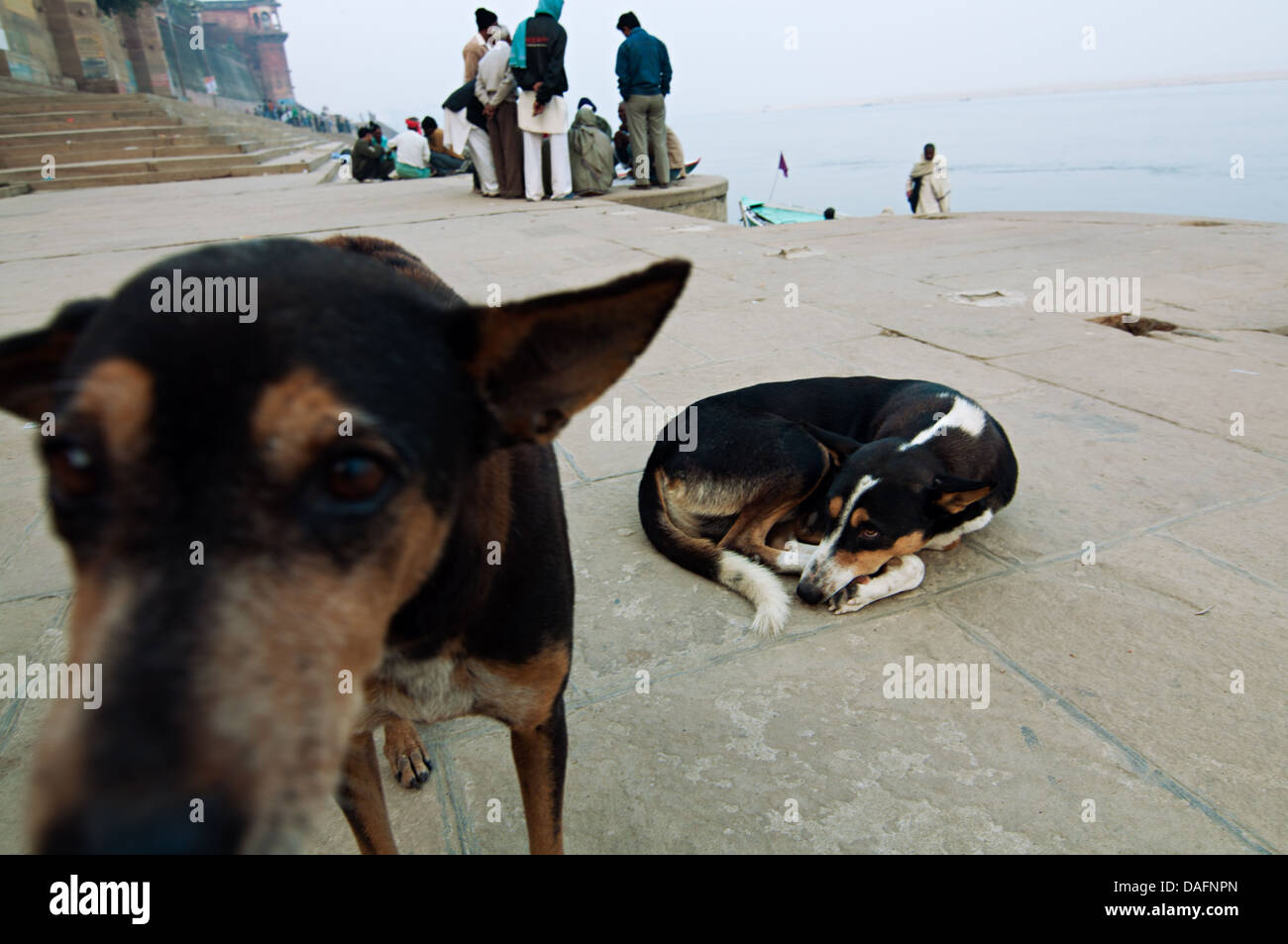 Indian dogs on the ghats. Varanasi, Benares, Uttar Pradesh, India Stock