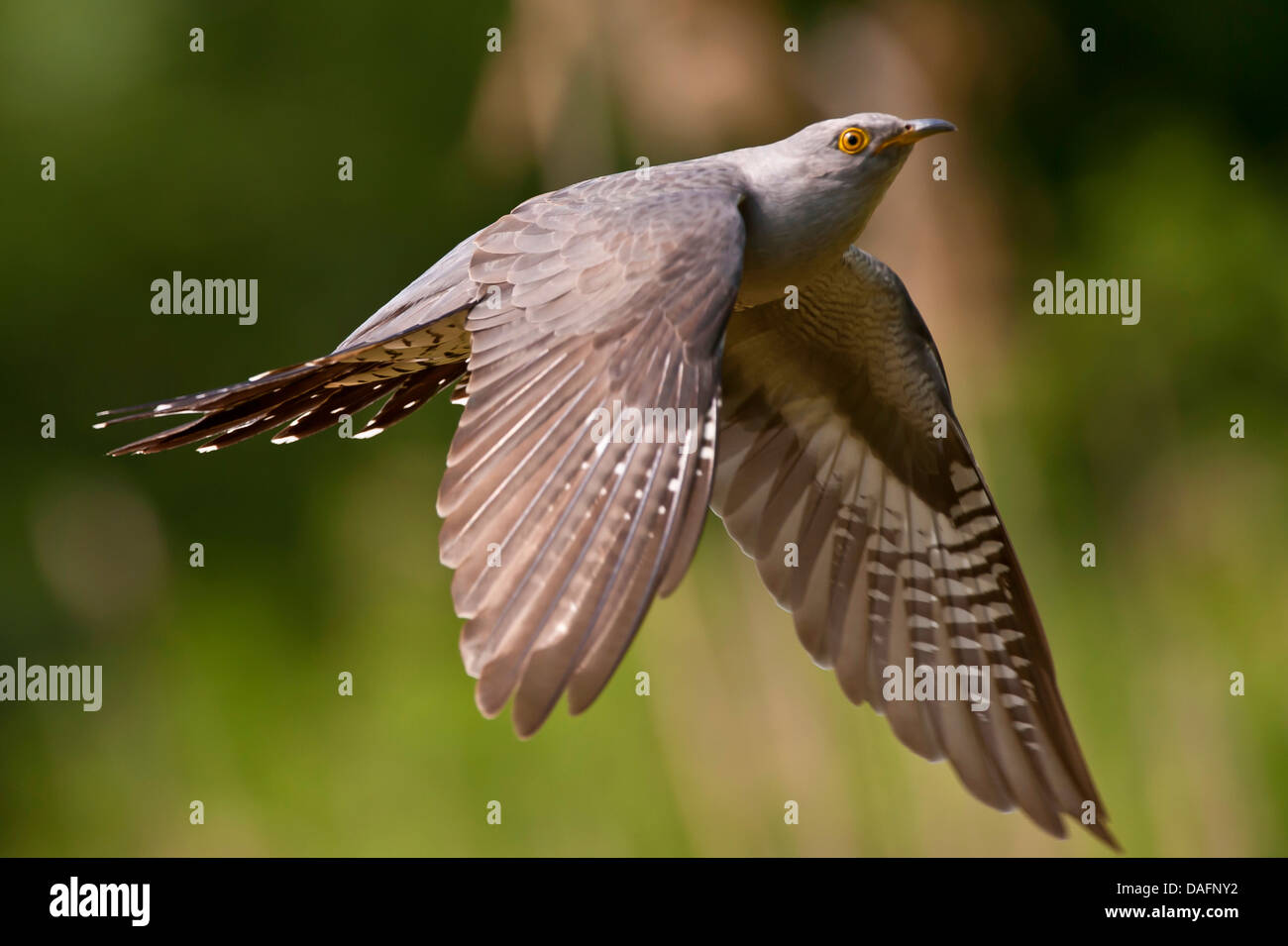 Eurasian cuckoo (Cuculus canorus), flying cuckoo, Germany Stock Photo