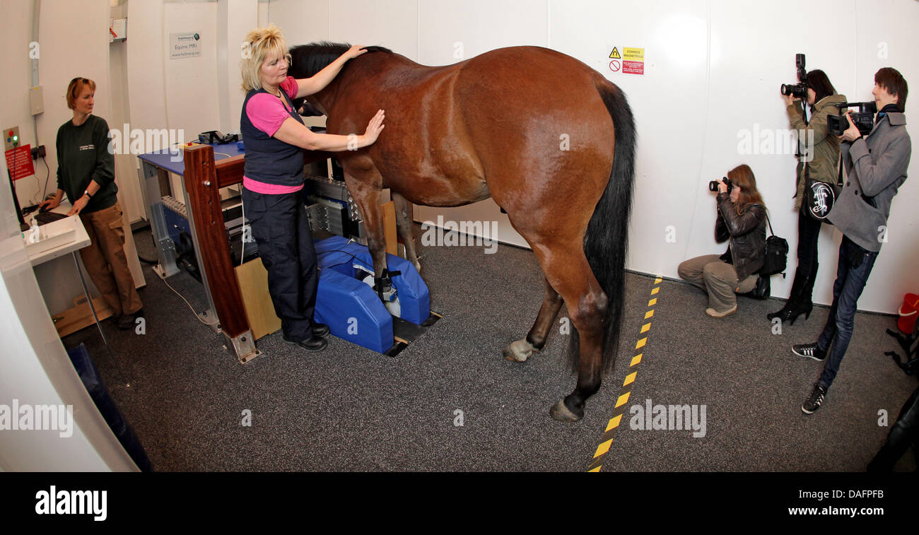 The keeper Andrea Schoelzel (R), vet Kerstin Gerlach and horse Lupus stand inside the new magnetic resonance tomography (MRT) for horses at the animal clinic of the University of Leipzig, Germany, 08 December 2011. The 600,000 euro MRT enables vets to treat horses and other equally large animals without anaesthesia. According to the university, it is the first in Germany to own suc Stock Photo