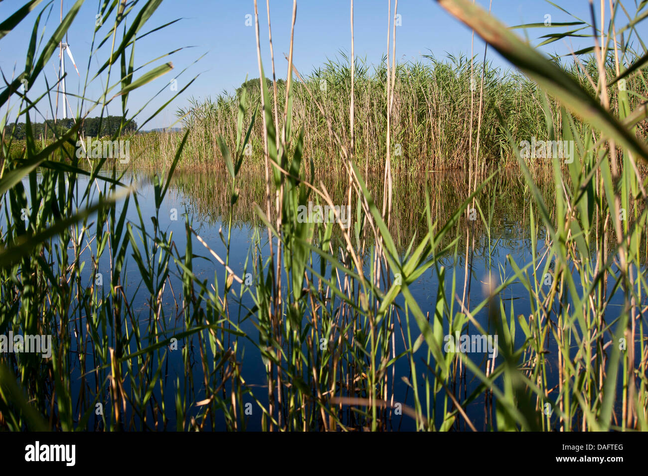 little lake with reed belt, Germany, North Rhine-Westphalia, Verl Stock Photo