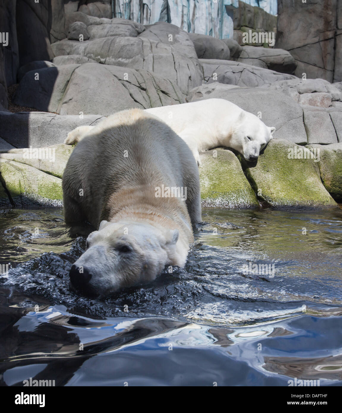 polar bears in zoo, ursus maritimus Stock Photo Alamy