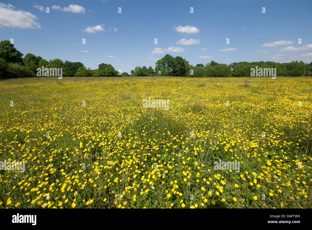 tall buttercup, upright meadow crowfoot (Ranunculus acris), flower meadow with buttercup, Germany, North Rhine-Westphalia, Verl Stock Photo