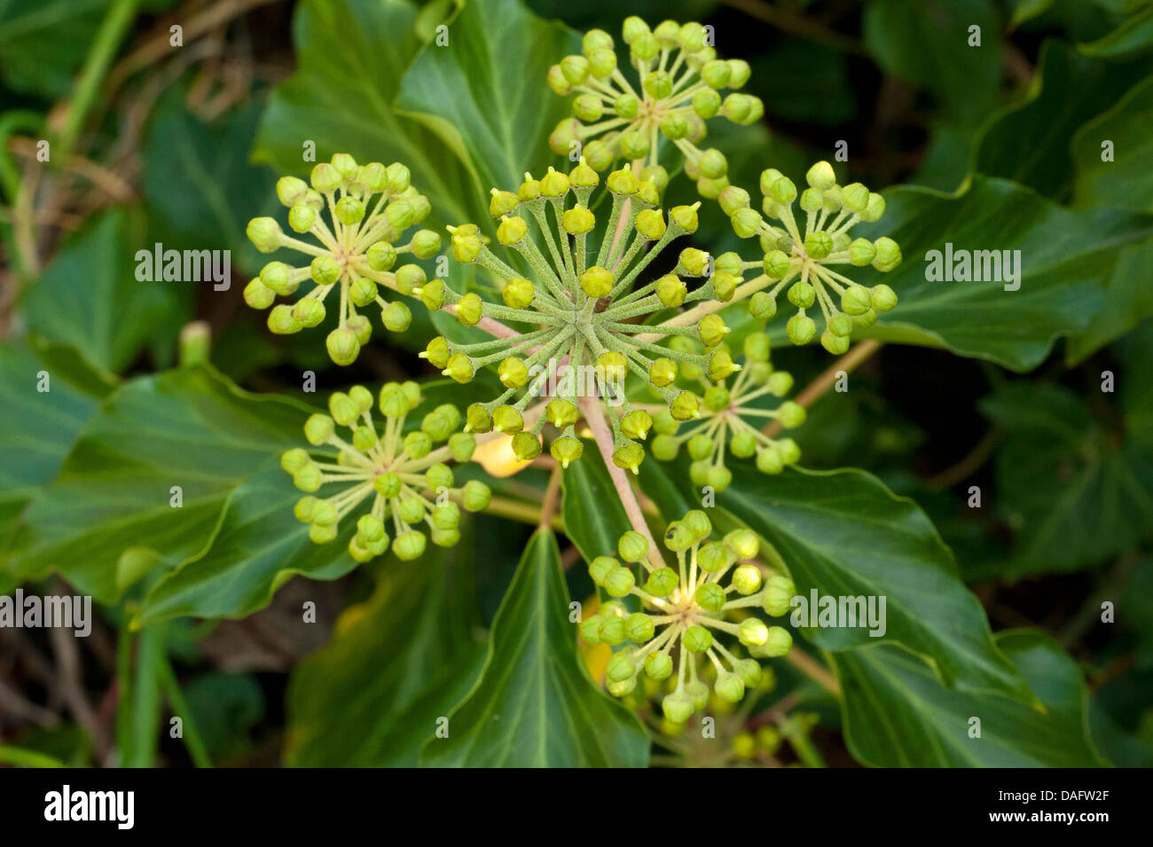 English ivy, common ivy (Hedera helix), inflorescence, Germany, North Rhine-Westphalia Stock Photo