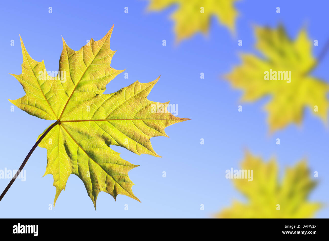 Background with maple leaves against the blue sky Stock Photo - Alamy
