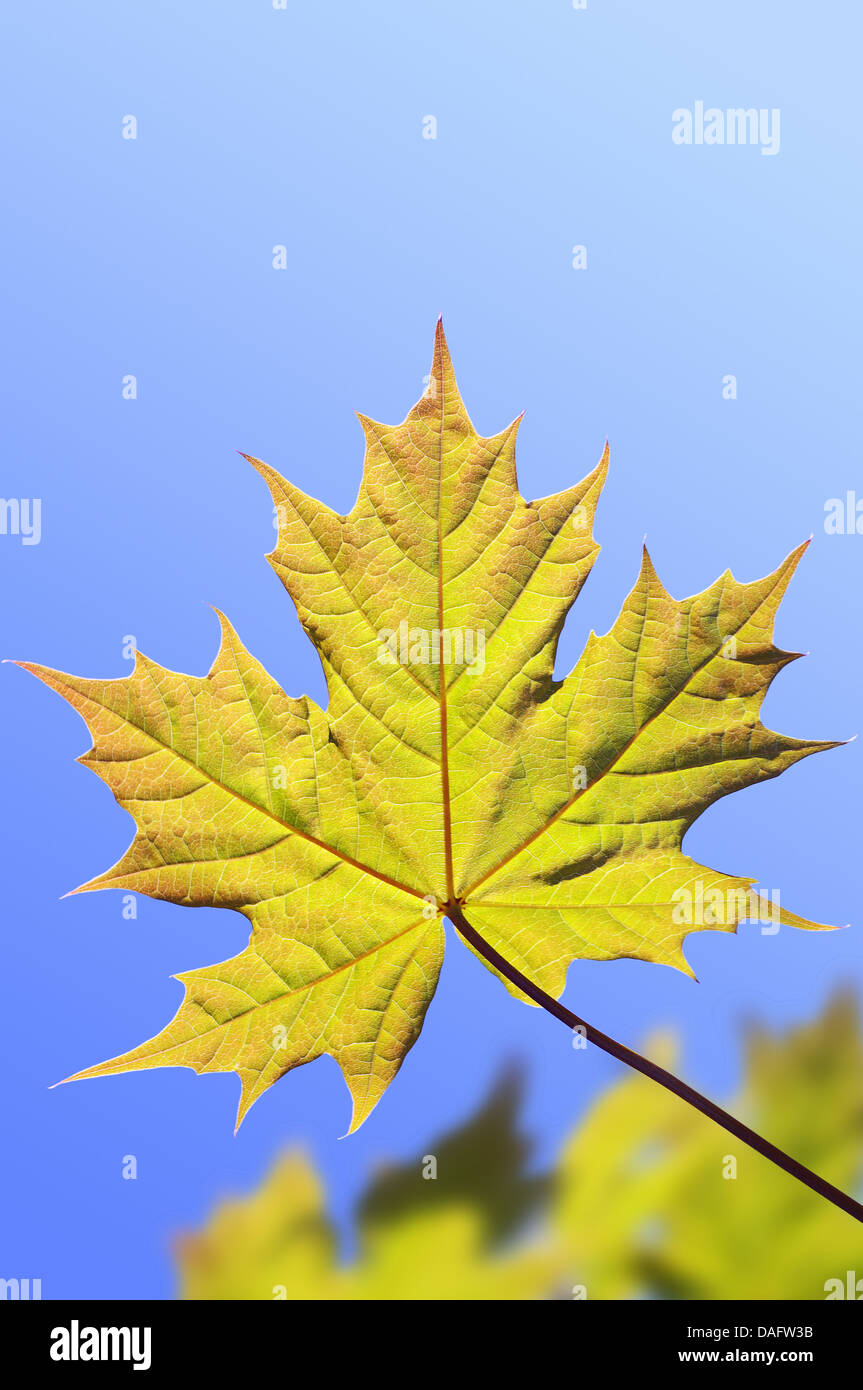 Maple leaves in springtime against the blue sky Stock Photo - Alamy