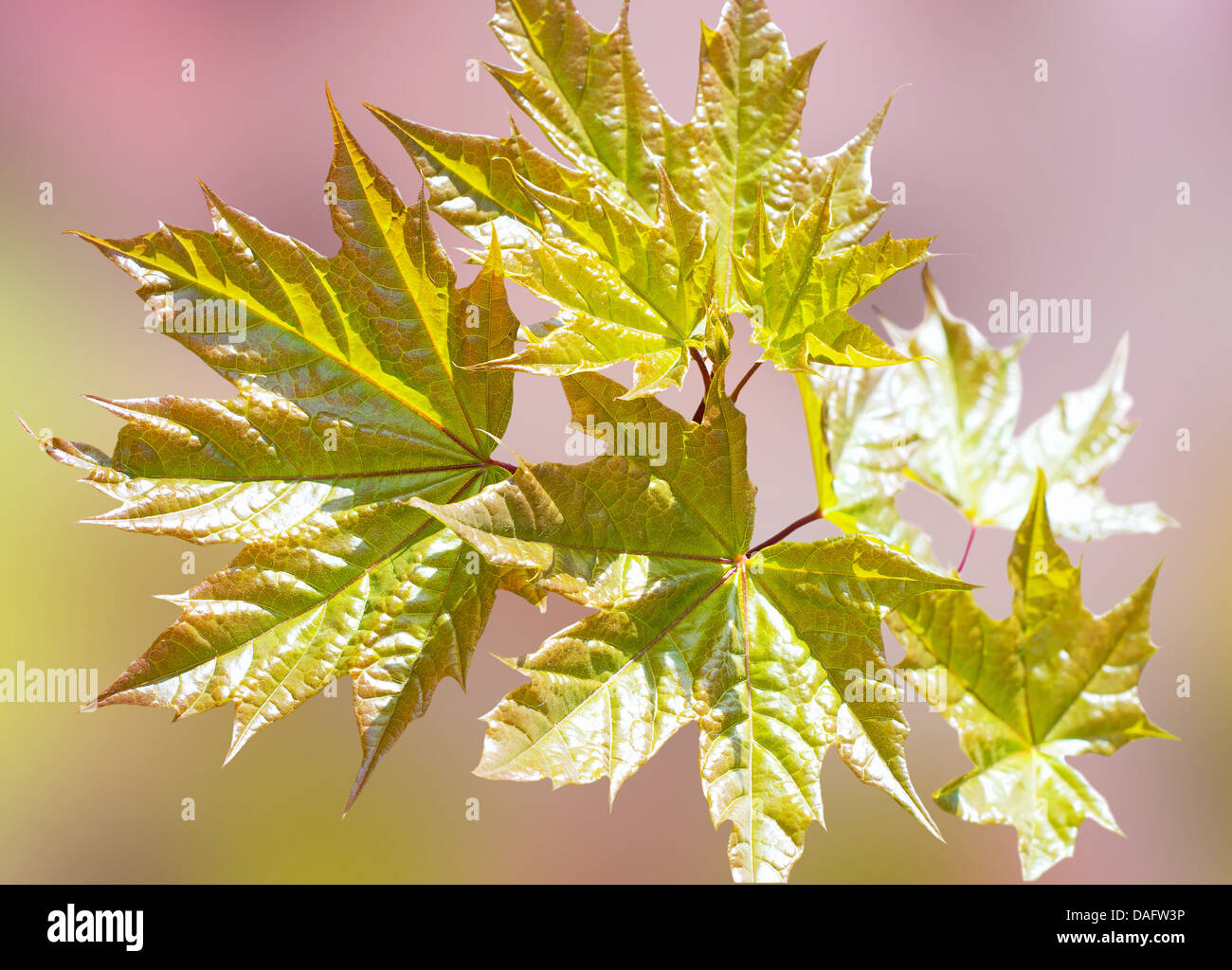 Maple background hi-res stock photography and images - Alamy