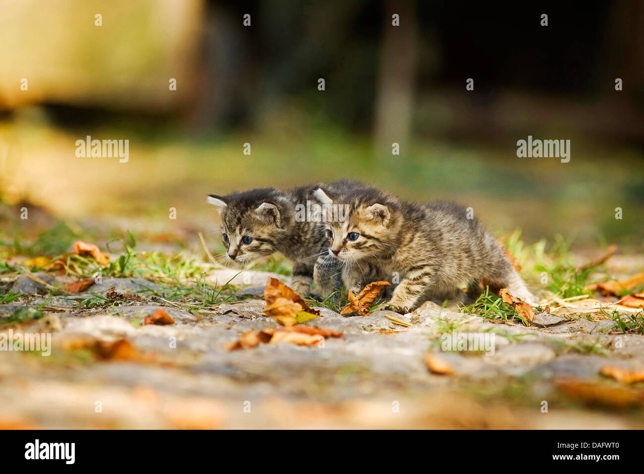 domestic cat, house cat (Felis silvestris f. catus), two brown striped, three weeks old kitten walking, Germany Stock Photo