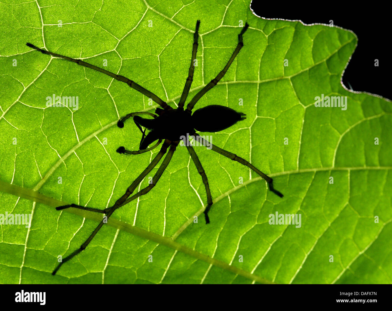 (dpa-file) - A file picture dated 01 August 2007 shows the silhouette of a sac spider (Cheiracanthium punctorium) in Briesen, Germany. The car company Mazda has begun a recall in the USA: spiders are capable of bursting the tank of cars, because they tend to create spider webs within the ventilation system. Especially the sac spider is now known to have this tendency. Photo: Patric Stock Photo
