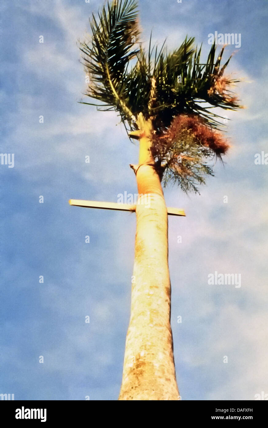 Lumber pierces palm tree hires stock photography and images Alamy