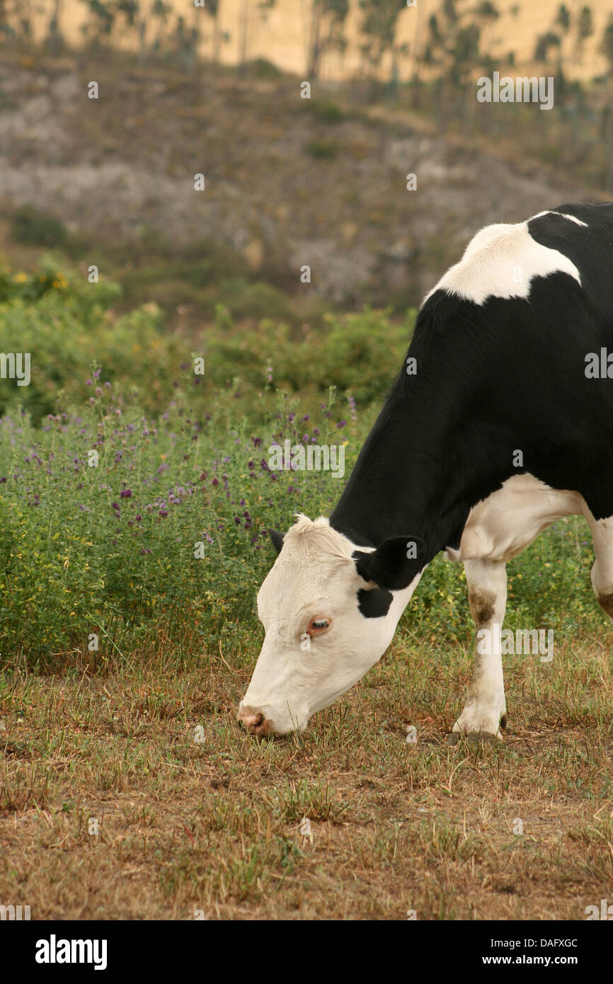 A Holstein cow grazing in a farmers field in Cotacachi, Ecuador Stock