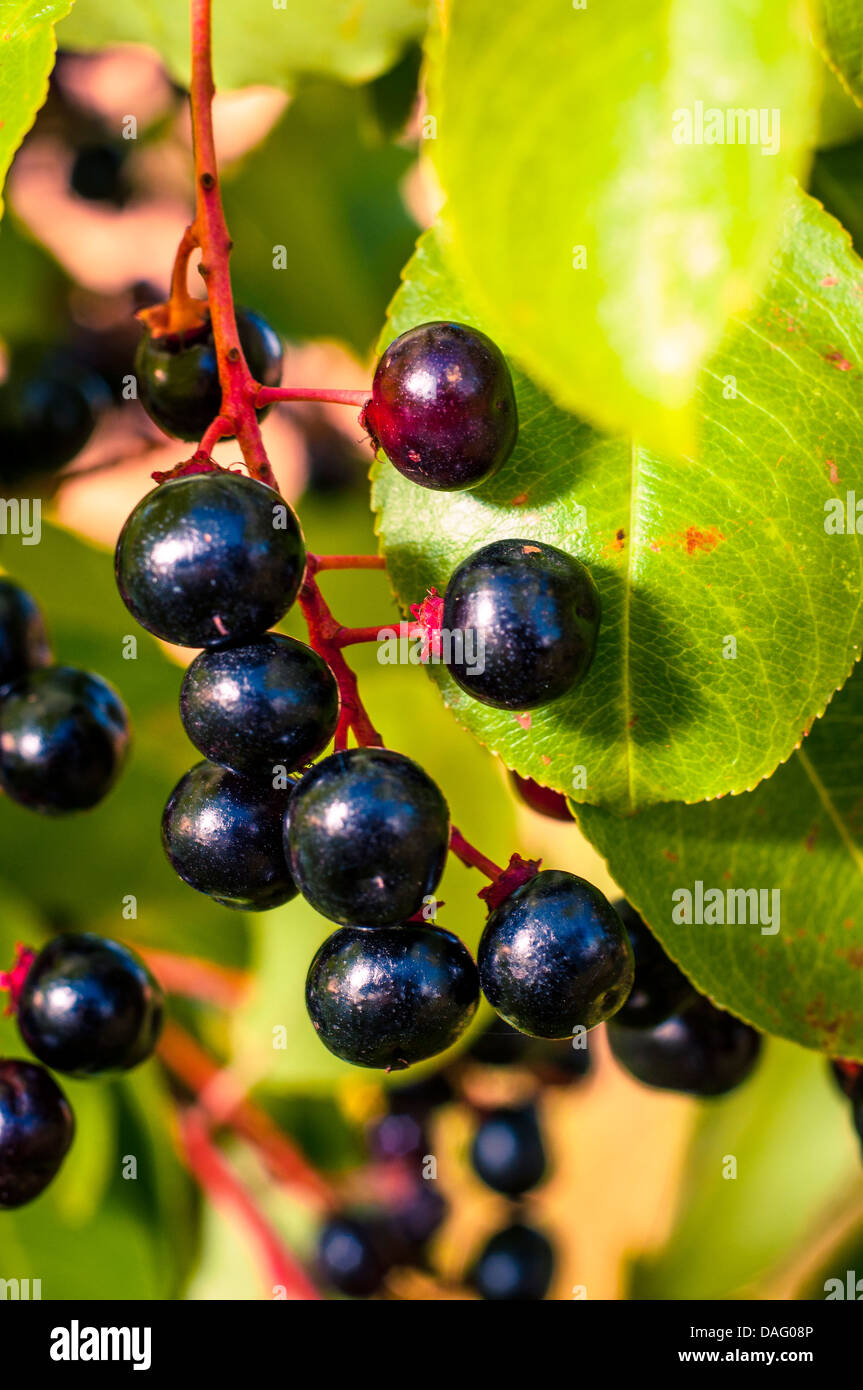 An image of aronia fruits Stock Photo