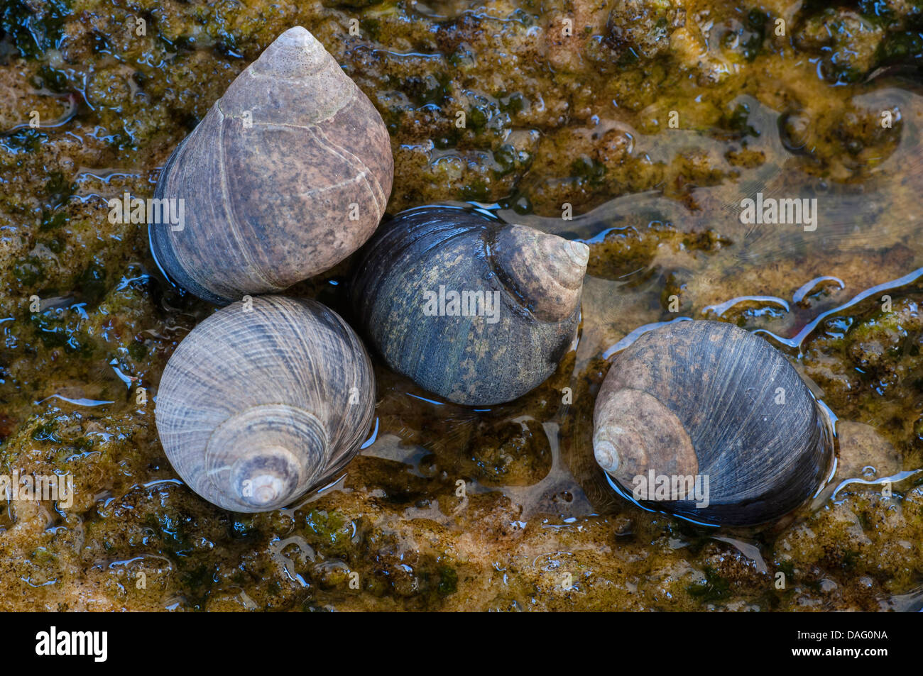 whelks (Buccinidae), lying on the beach, Norway Stock Photo