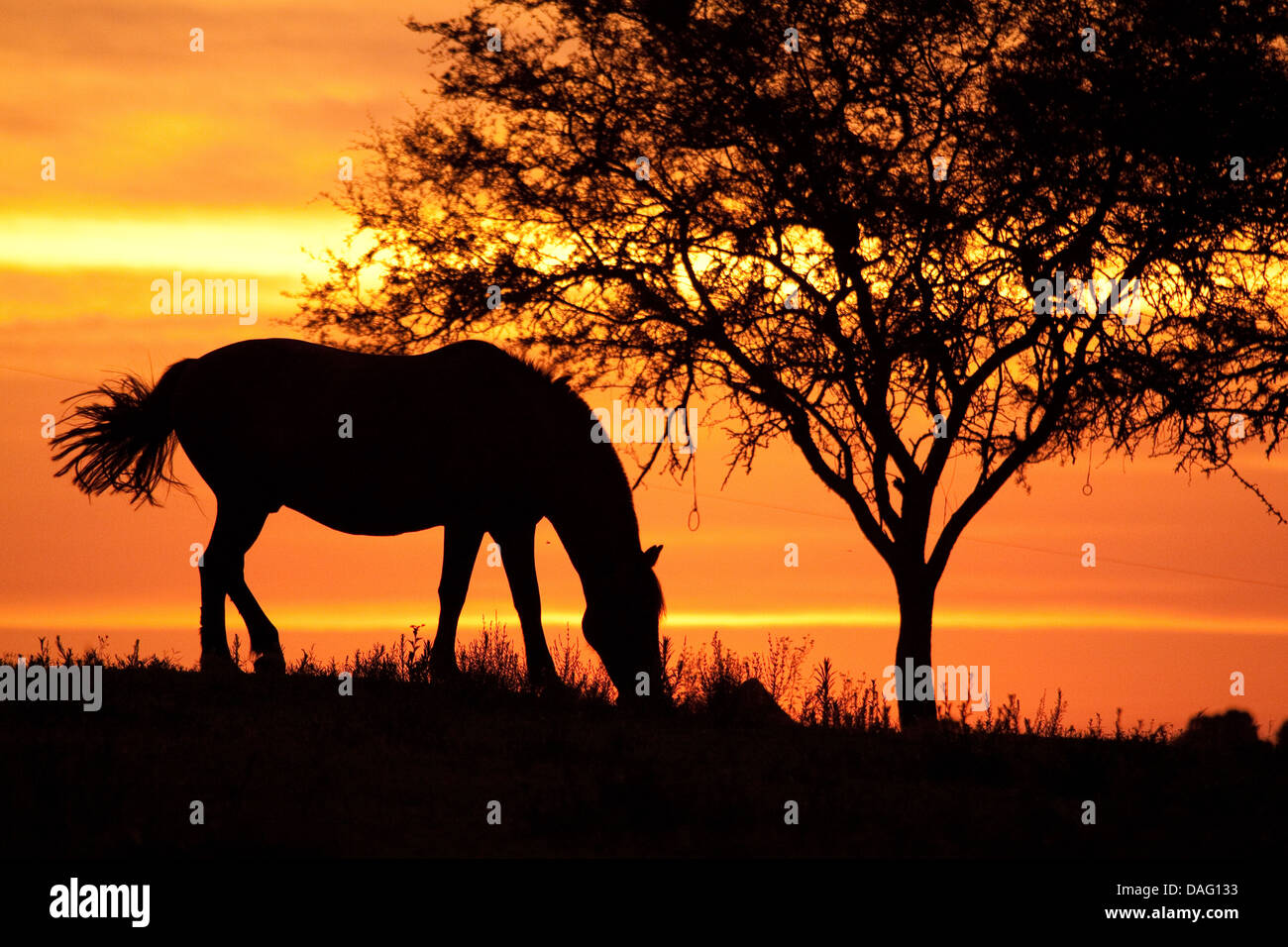 Horse grazing sunset silhouette hi-res stock photography and images - Alamy, image size:1300x956