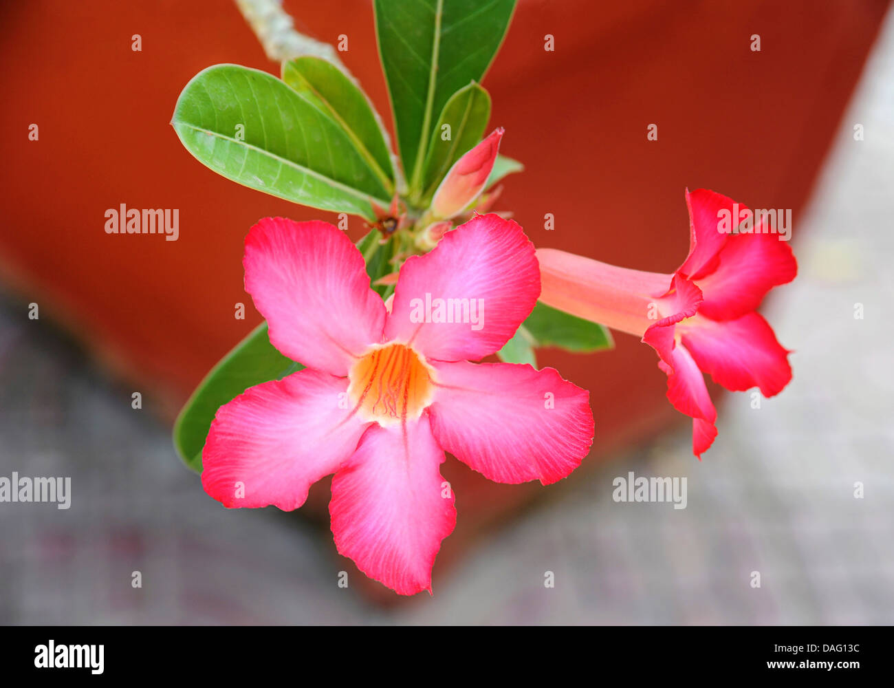 Pink Adenium. Apocynaceae family,   also known as 'Desert rose'.  Thrives in SE Asia Stock Photo