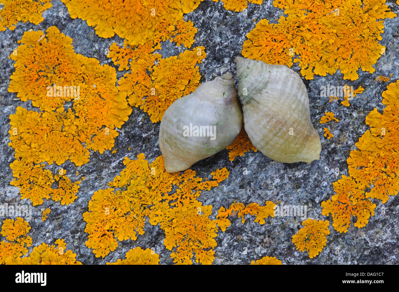 whelks (Buccinidae), two snails on a lichened coast rock, Norway Stock Photo