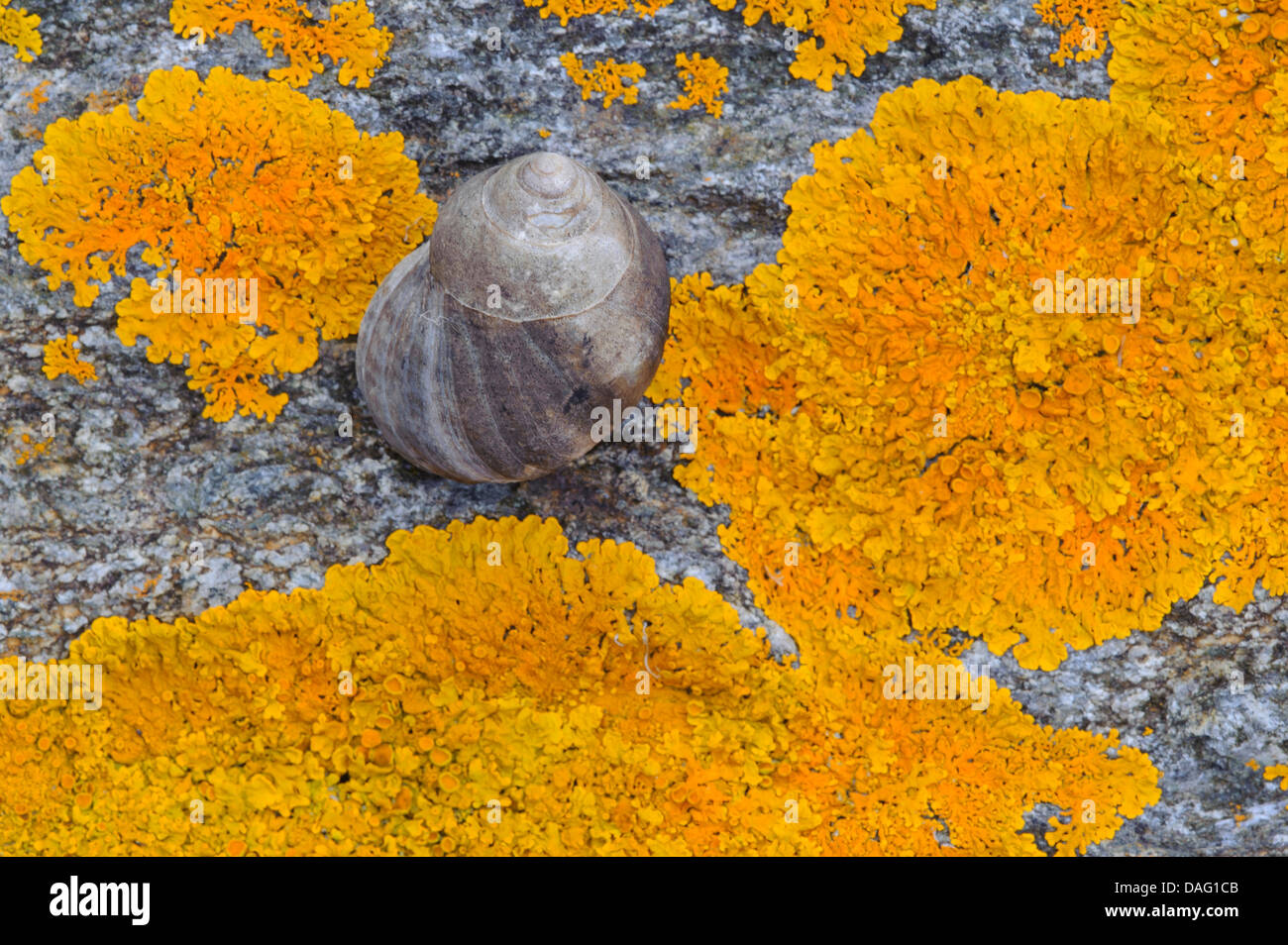 whelks (Buccinidae), snail on a lichened coast rock, Norway Stock Photo