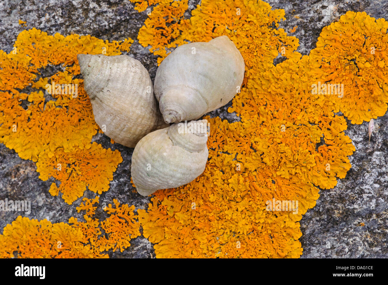 whelks (Buccinidae), three snails on a lichened coast rock, Norway Stock Photo