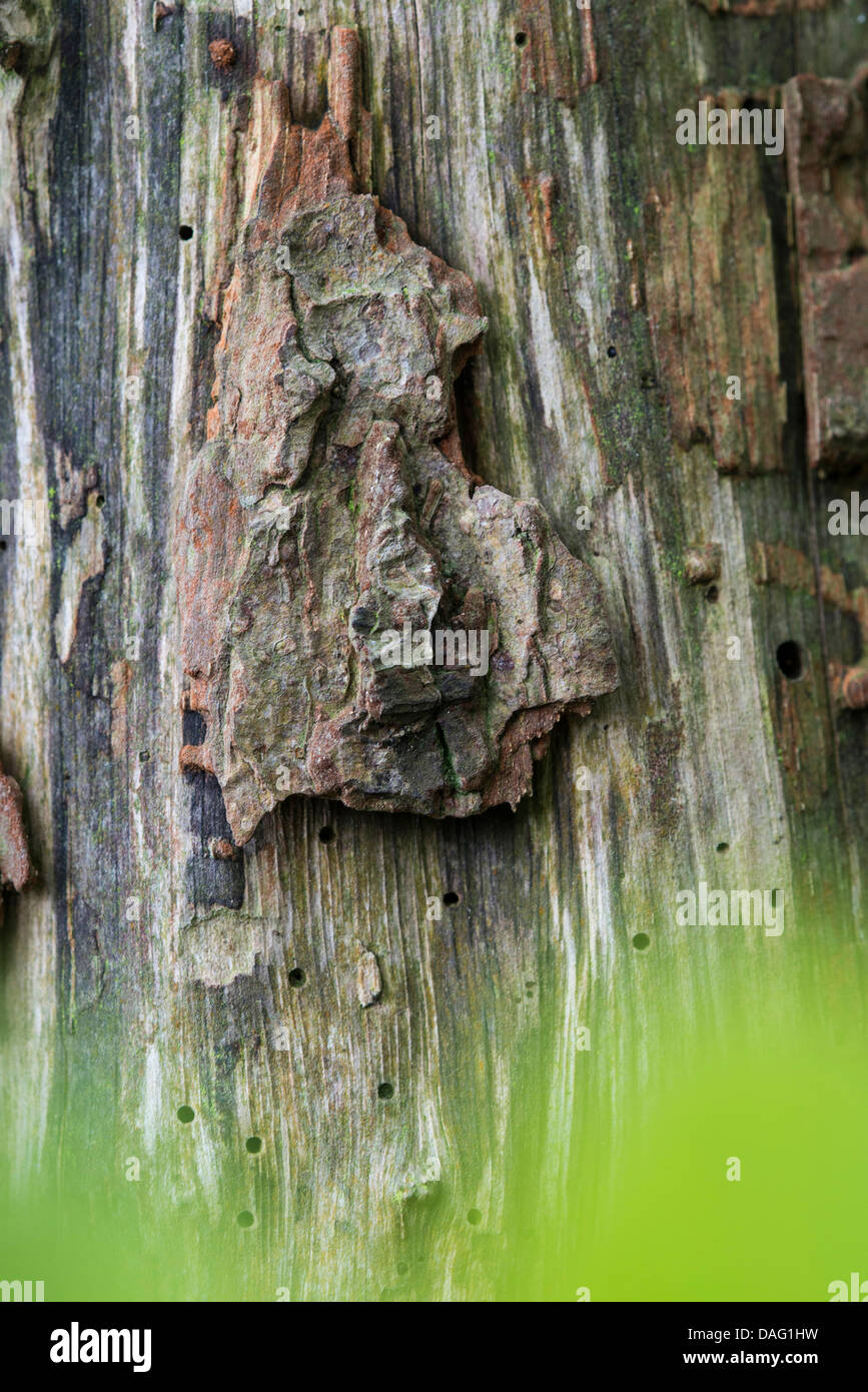 face on a tree trunk Stock Photo