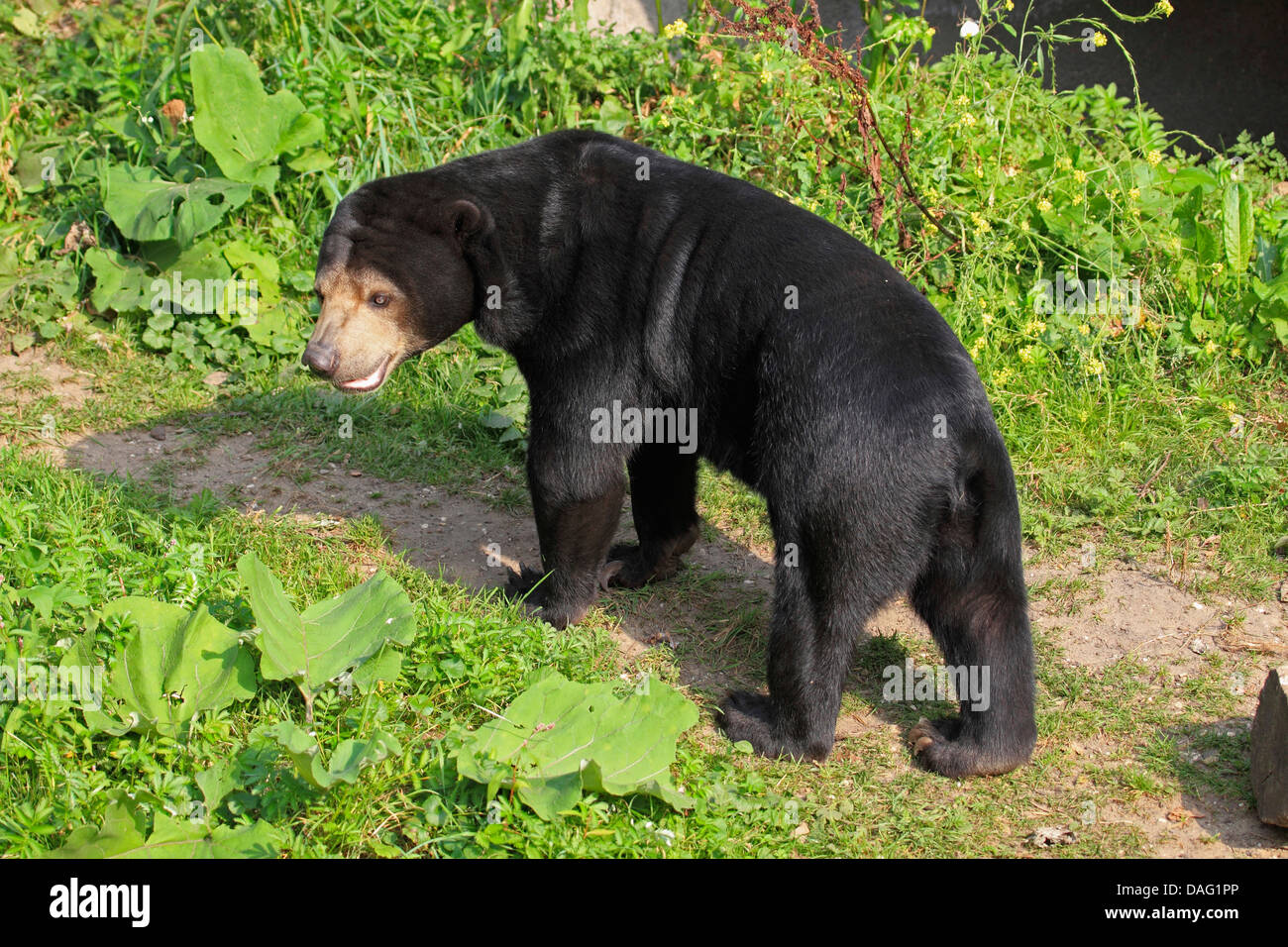 sun bear, Malayan sun bear (Ursus malayanus, Helarctos malayanus), standing on a meadow path Stock Photo
