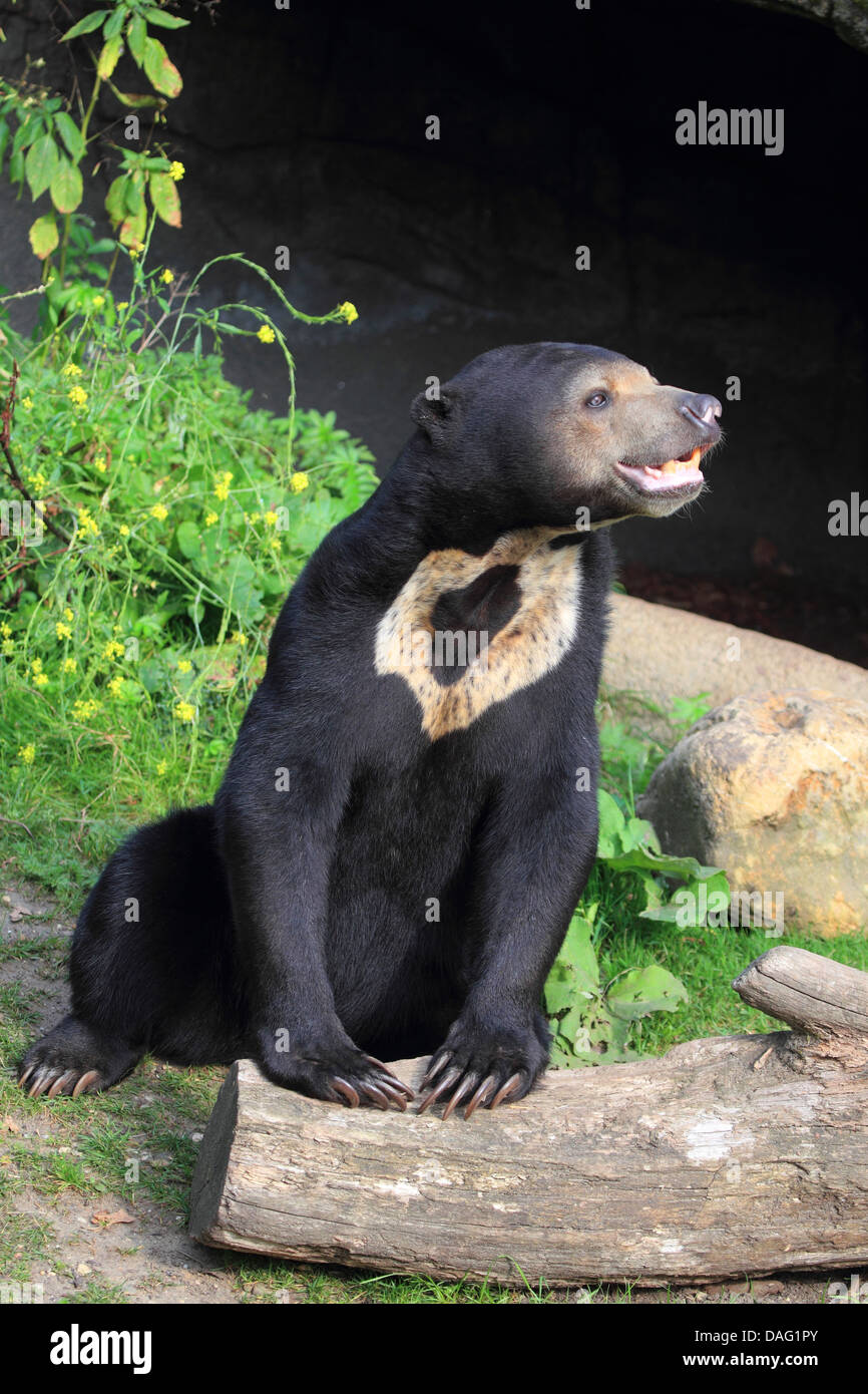 sun bear, Malayan sun bear (Ursus malayanus, Helarctos malayanus), leaning on a tree trunk Stock Photo