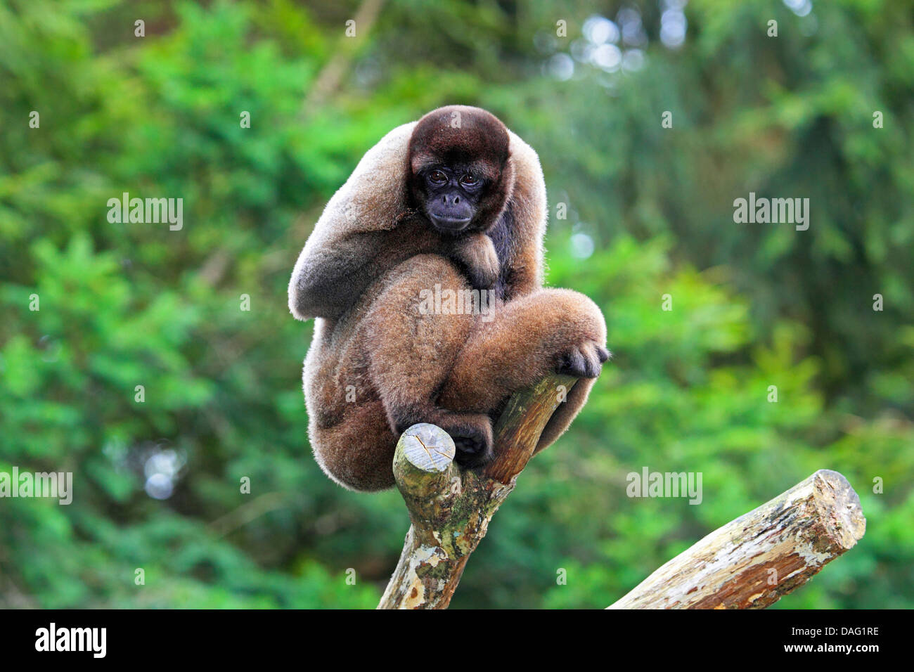 Common woolly monkey, Humboldt's woolly monkey, Brown woolly monkey (Lagothrix lagotricha), sitting on a climbing tree in an open-air enclosure Stock Photo