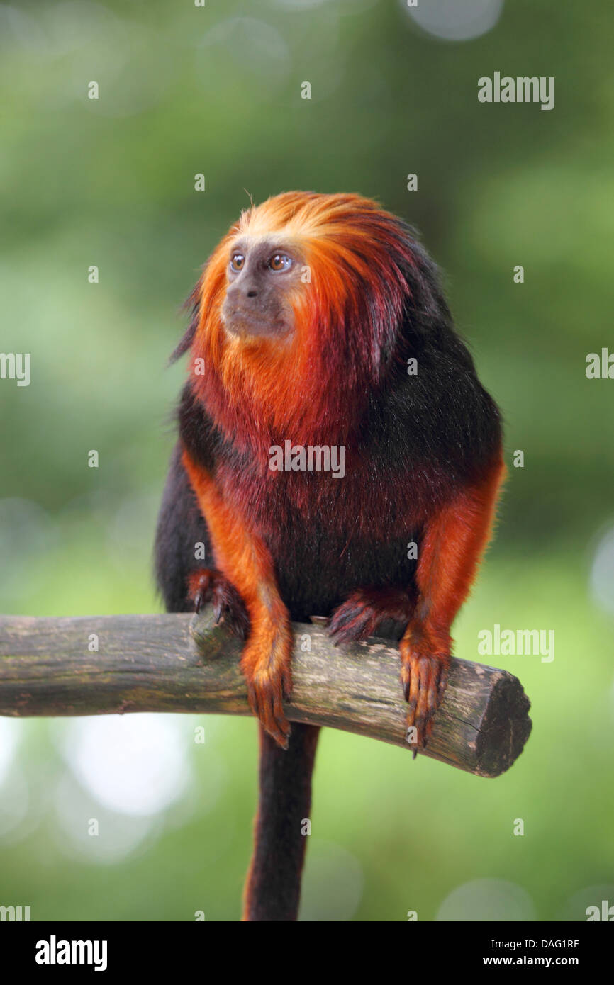 golden-headed lion tamarin, gold and black lion tamarin (Leontopithecus chrysomelas, Leontopithecus rosalia chrysomelas), sitting on a sawn-off dead branch Stock Photo