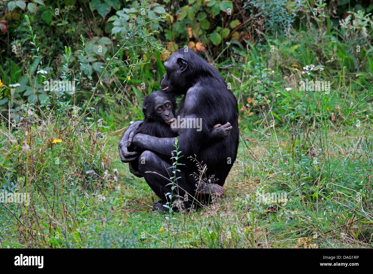 bonobo, pygmy chimpanzee (Pan paniscus), mother sitting in a meadow with a suckling juvenile in the arms Stock Photo