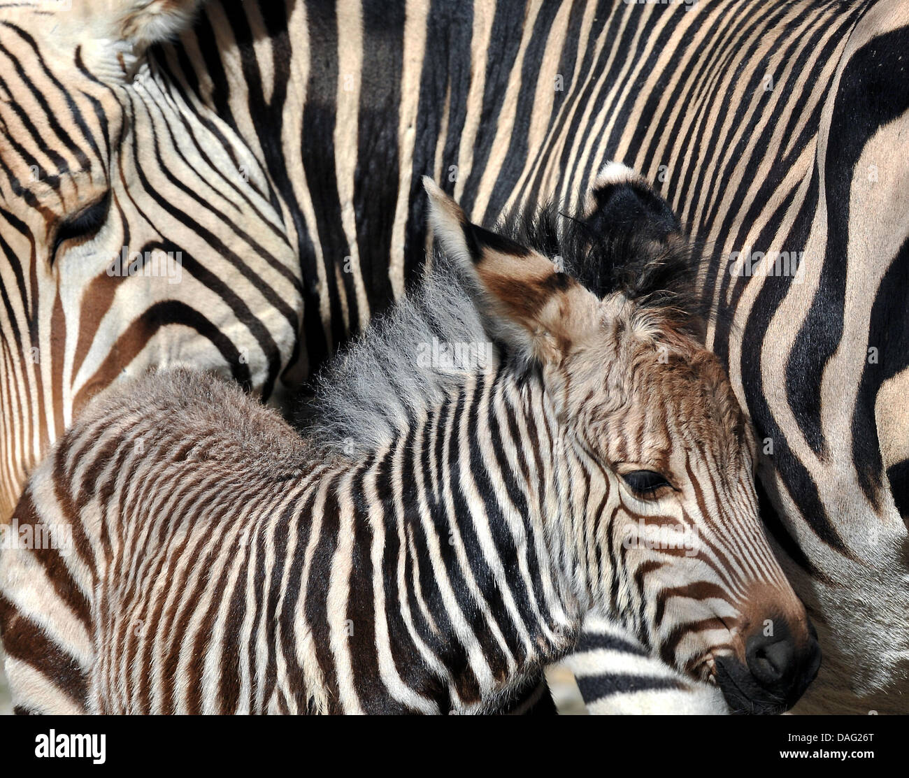 Zebras are pictured at the Tierpark Hellabrunn in Munich, Germany, 31 March 2011. Hellabrunn celebrates it's centenary. Photo: Frank Leonhardt Stock Photo