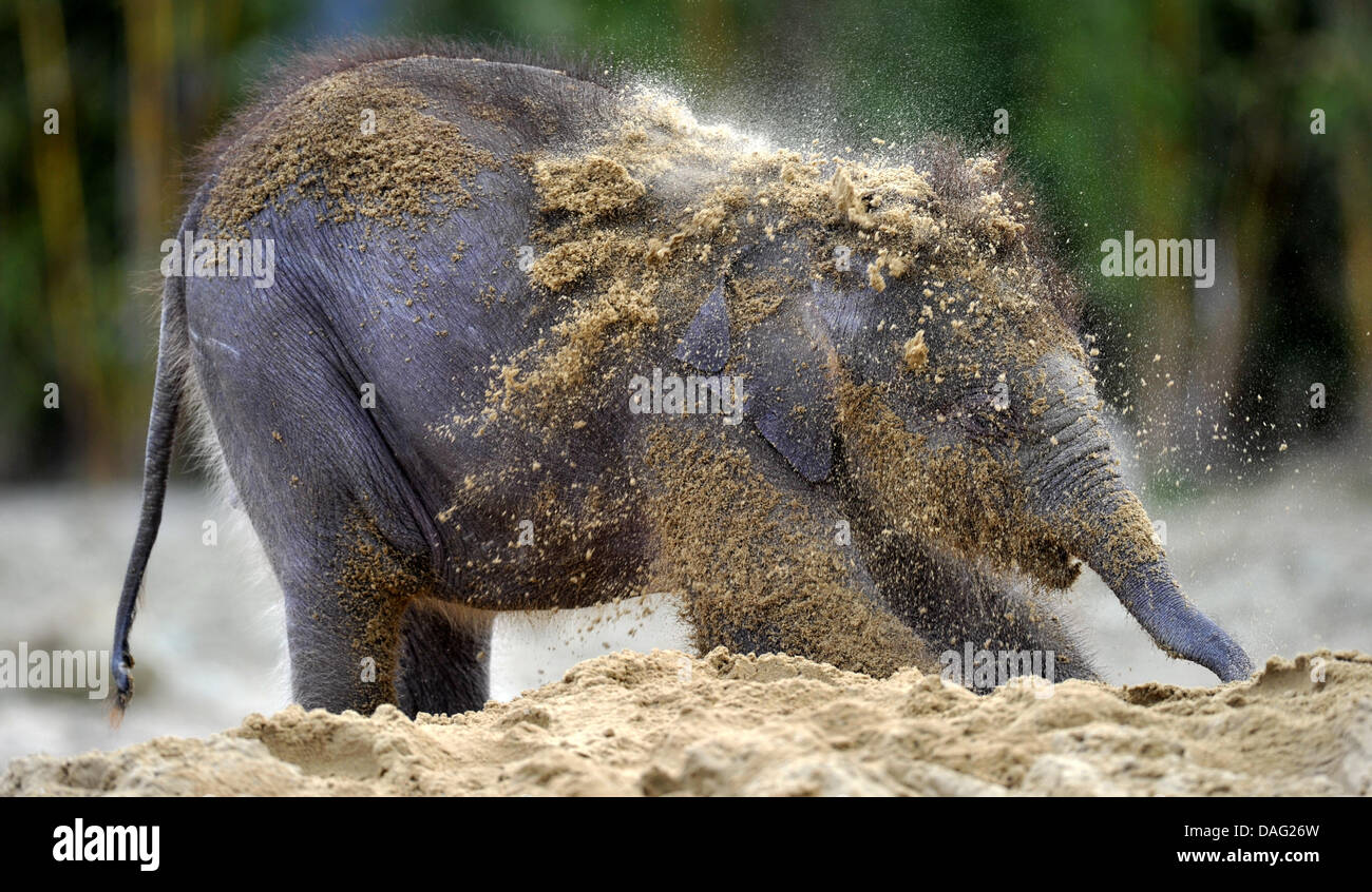 A baby elephant is pictured at the Tierpark Hellabrunn in Munich, Germany, 31 March 2010. Hellabrunn celebrates it's centenary. Photo: Frank Leonhardt Stock Photo