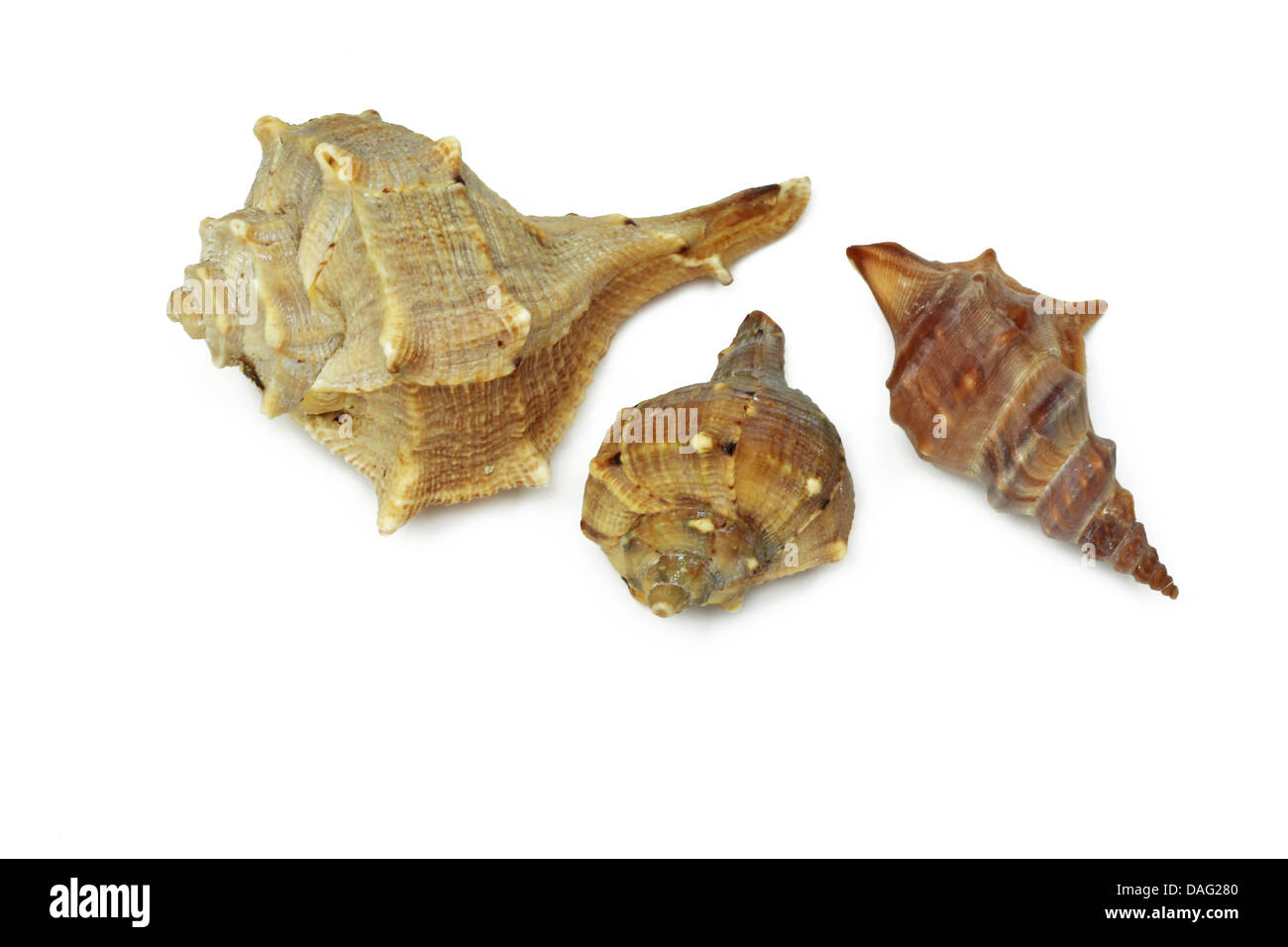 three seashell on white background Stock Photo - Alamy