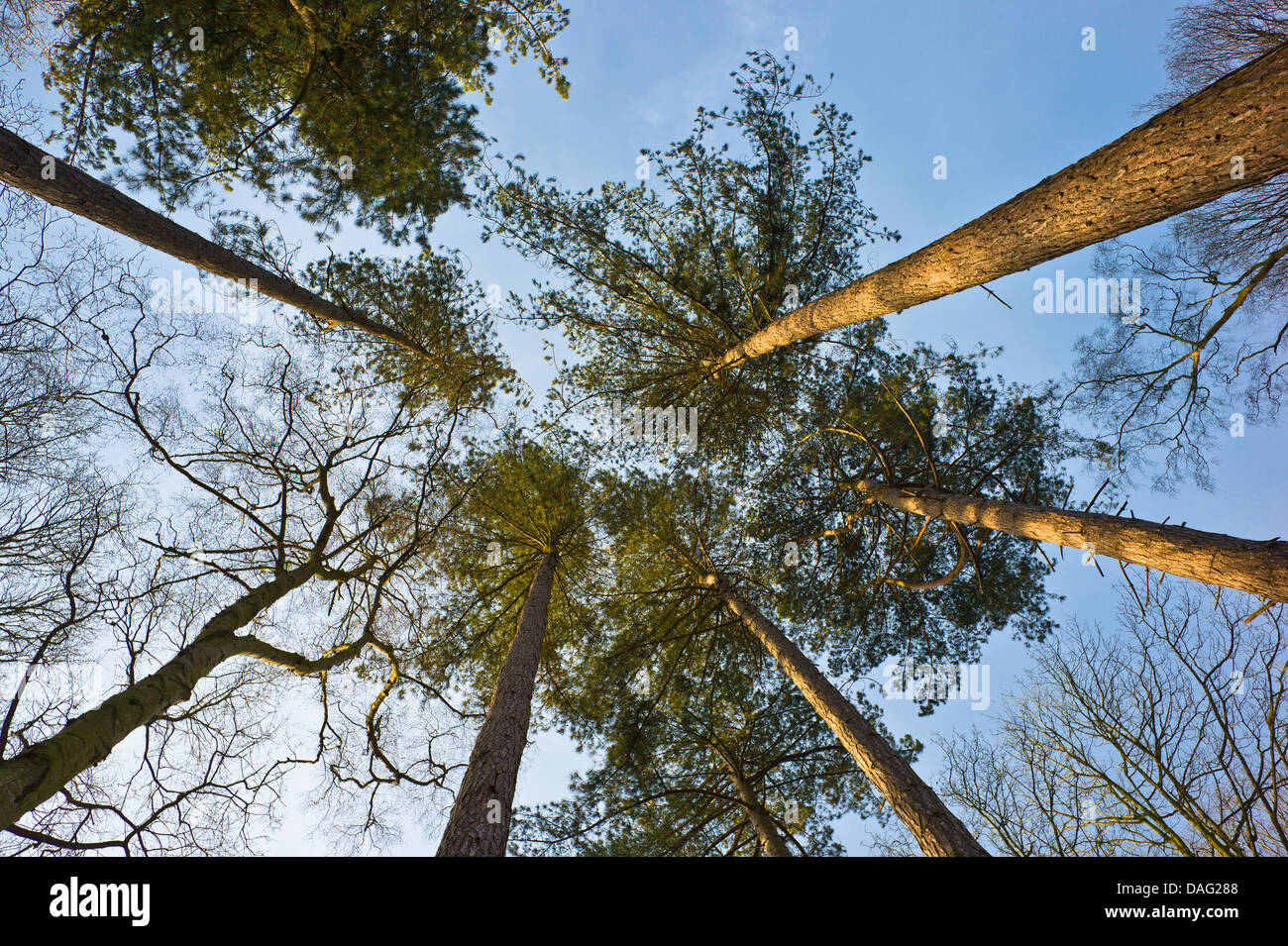 Looking up through Scots pines to a blue sky. Stock Photo