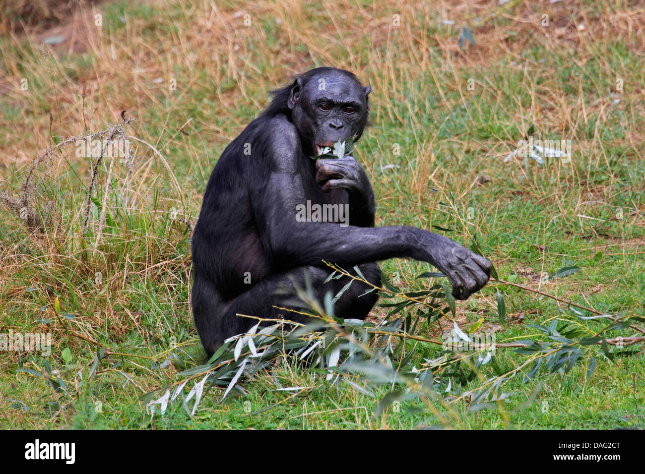 bonobo, pygmy chimpanzee (Pan paniscus), sitting in a meadow feeding leaves from a torn off branch Stock Photo